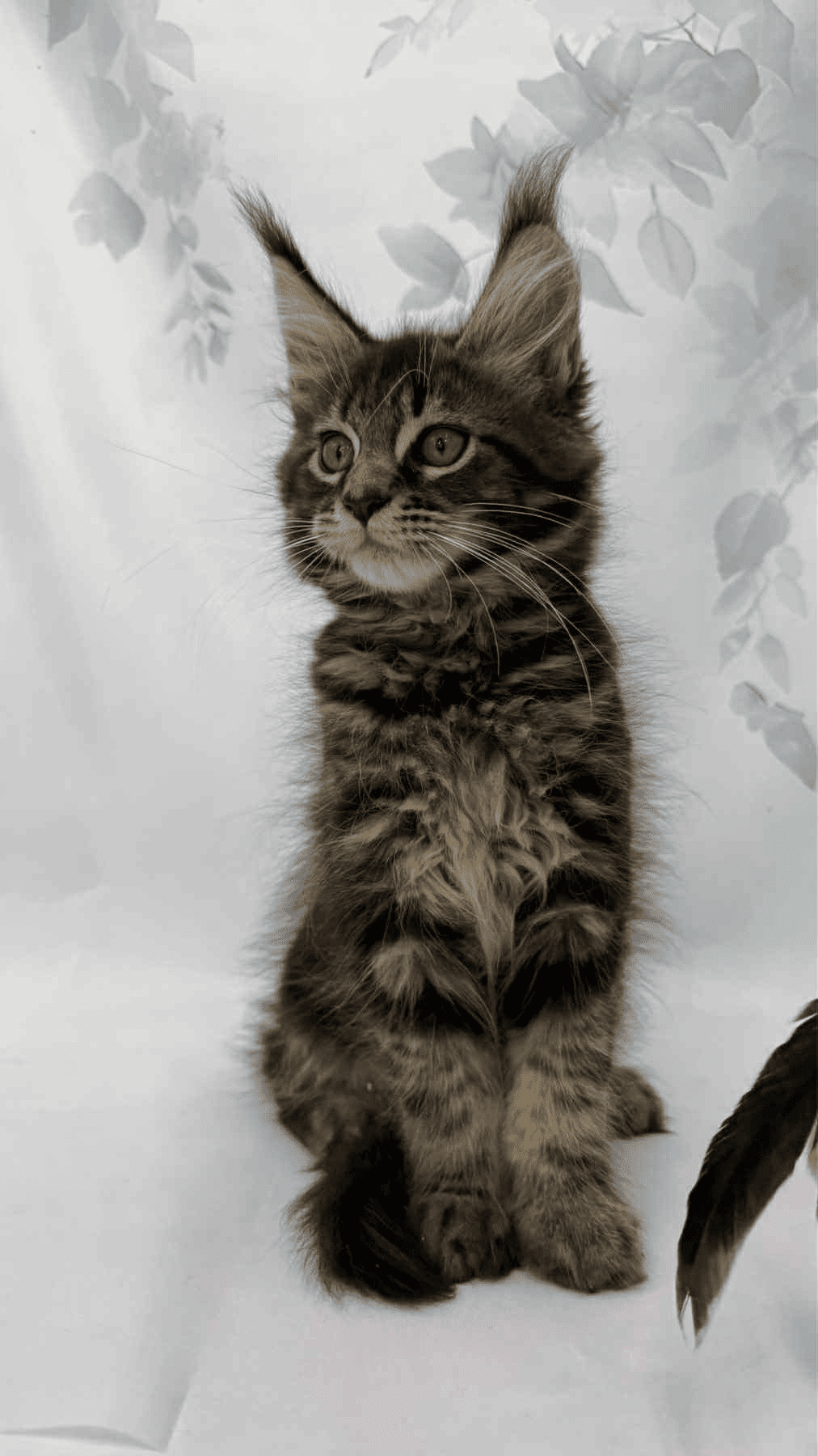 Takki-Male - Image 6