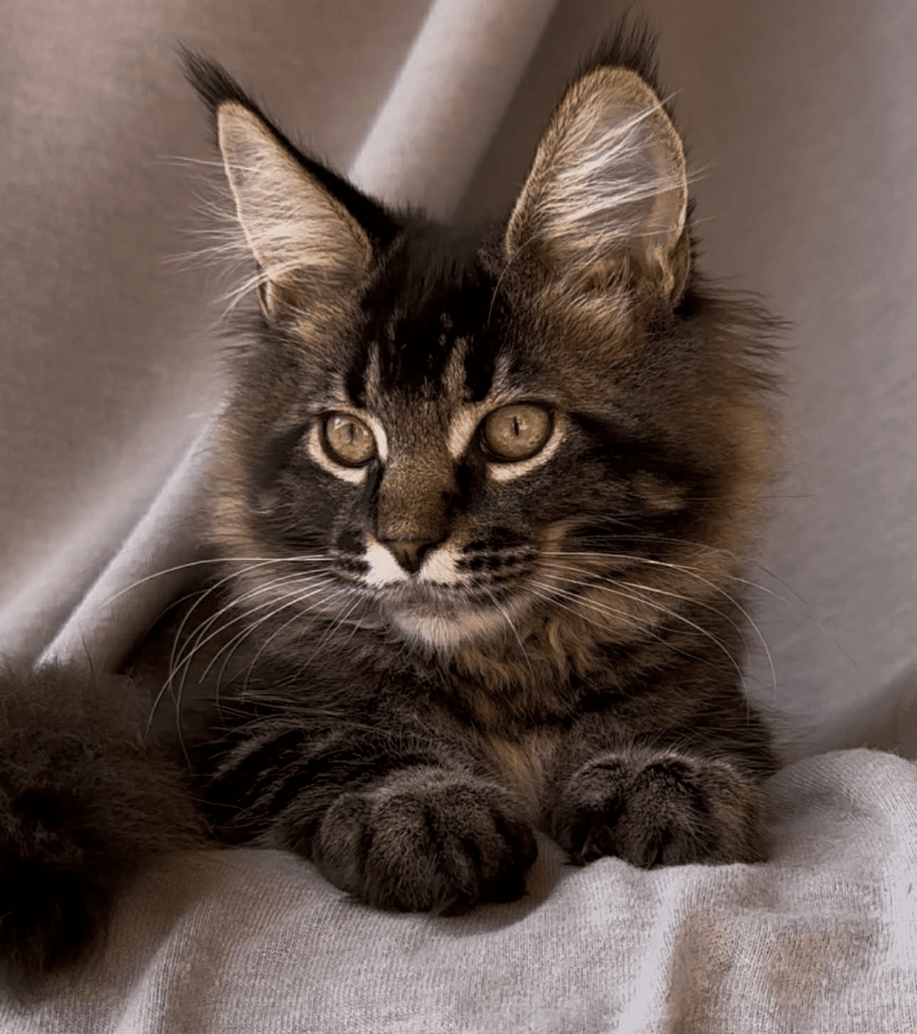 Vestern-Male - Image 20