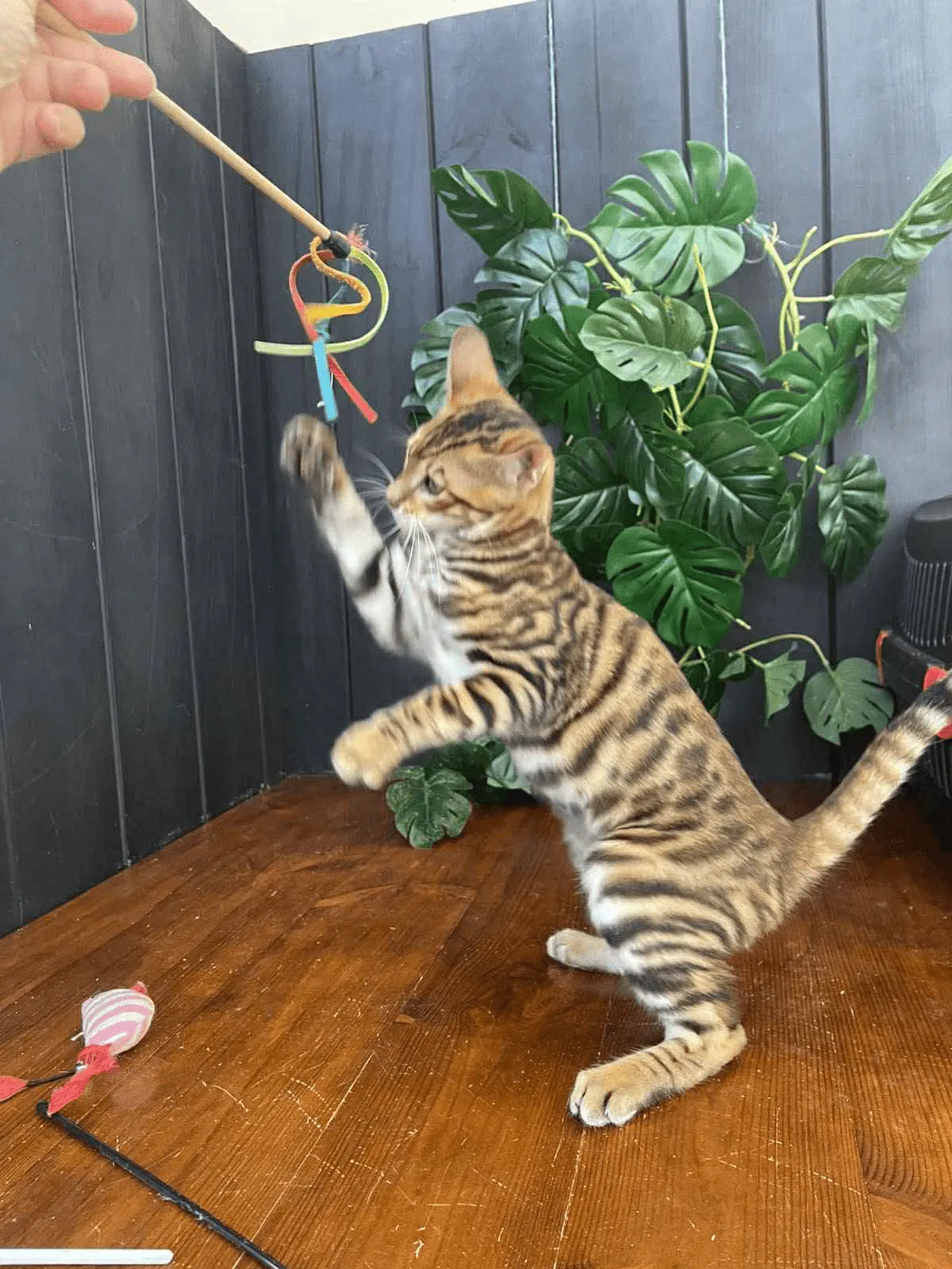 Khymber-Male - Image 9