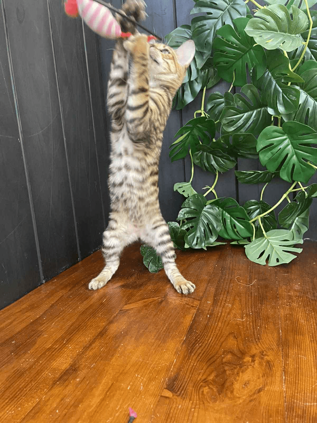 Khymber-Male - Image 5