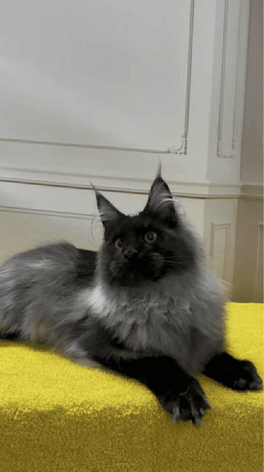 Samurai-Male - Image 9