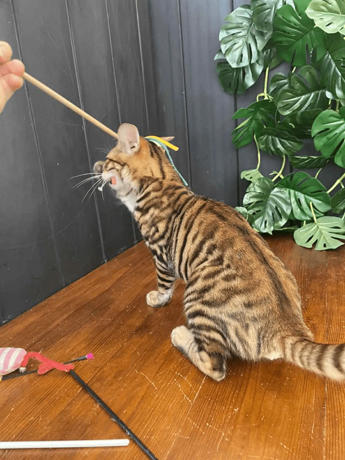 Khymber-Male - Image 10