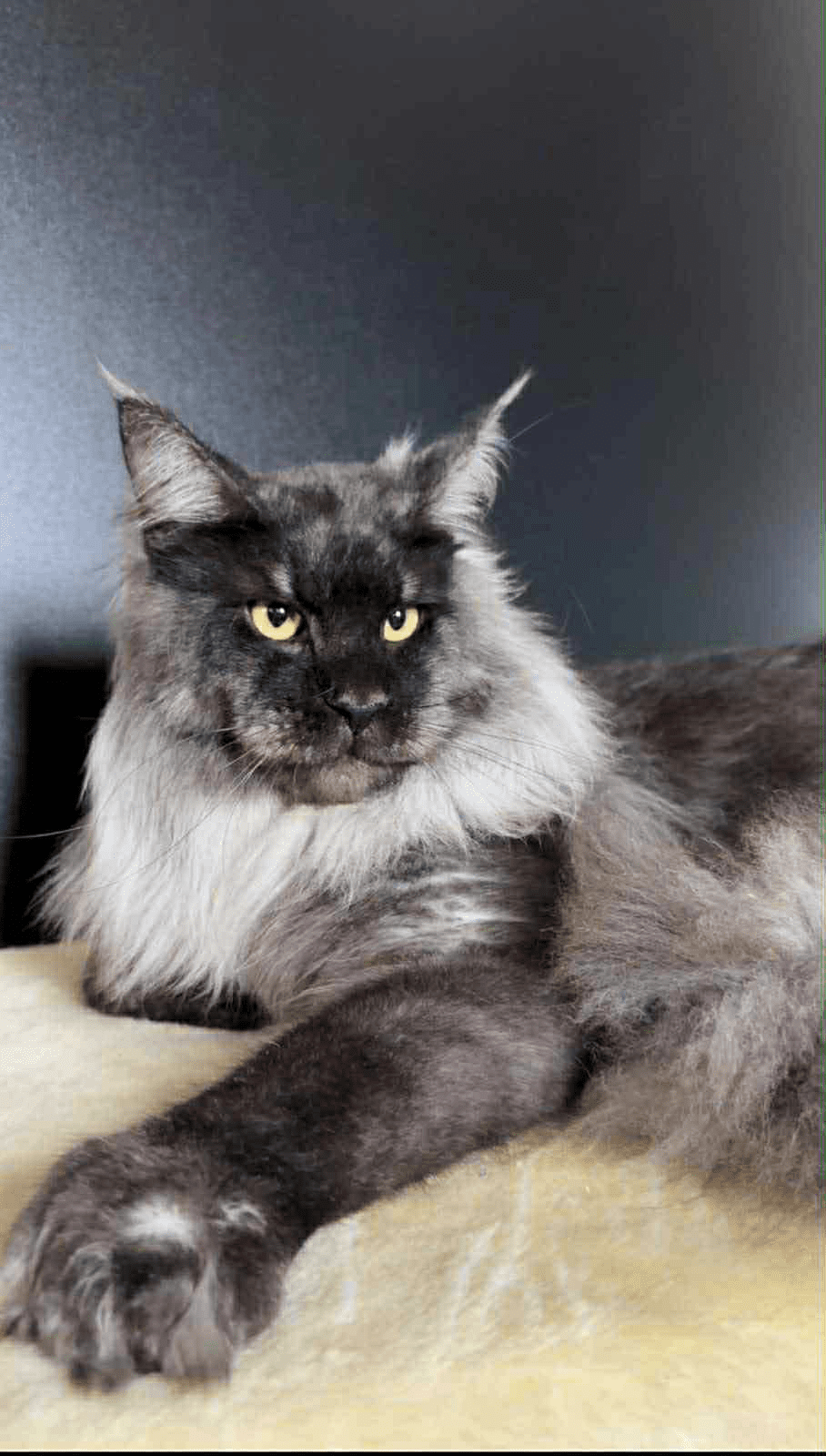 Samurai-Male - Image 14