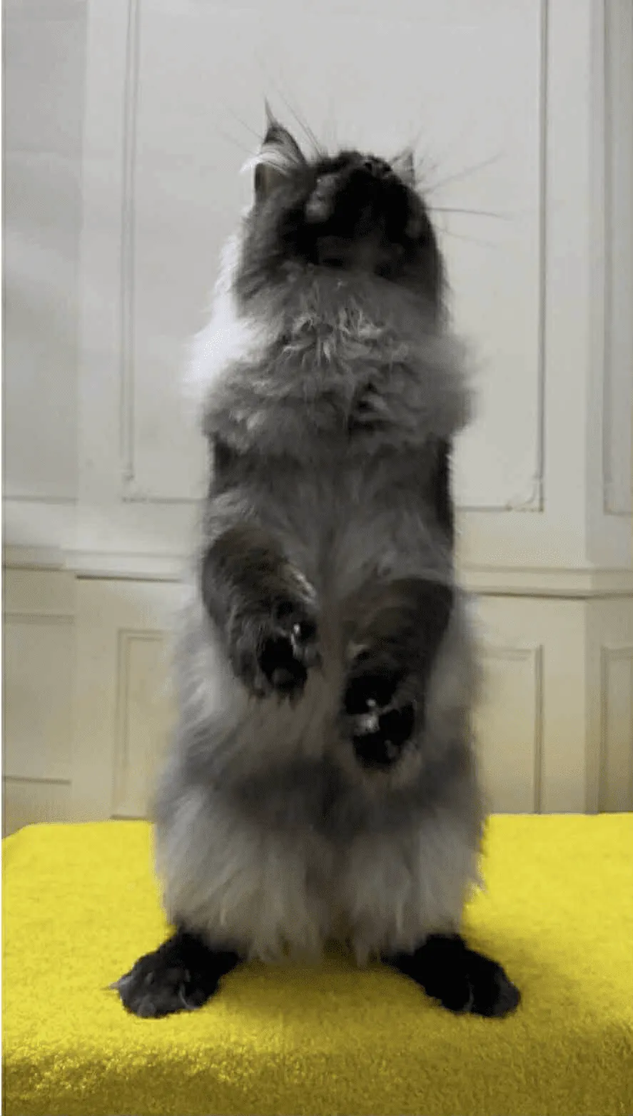 Samurai-Male - Image 10