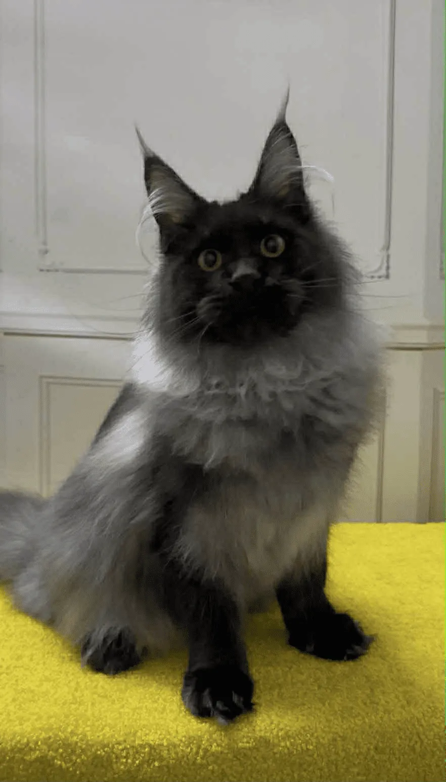 Samurai-Male - Image 12