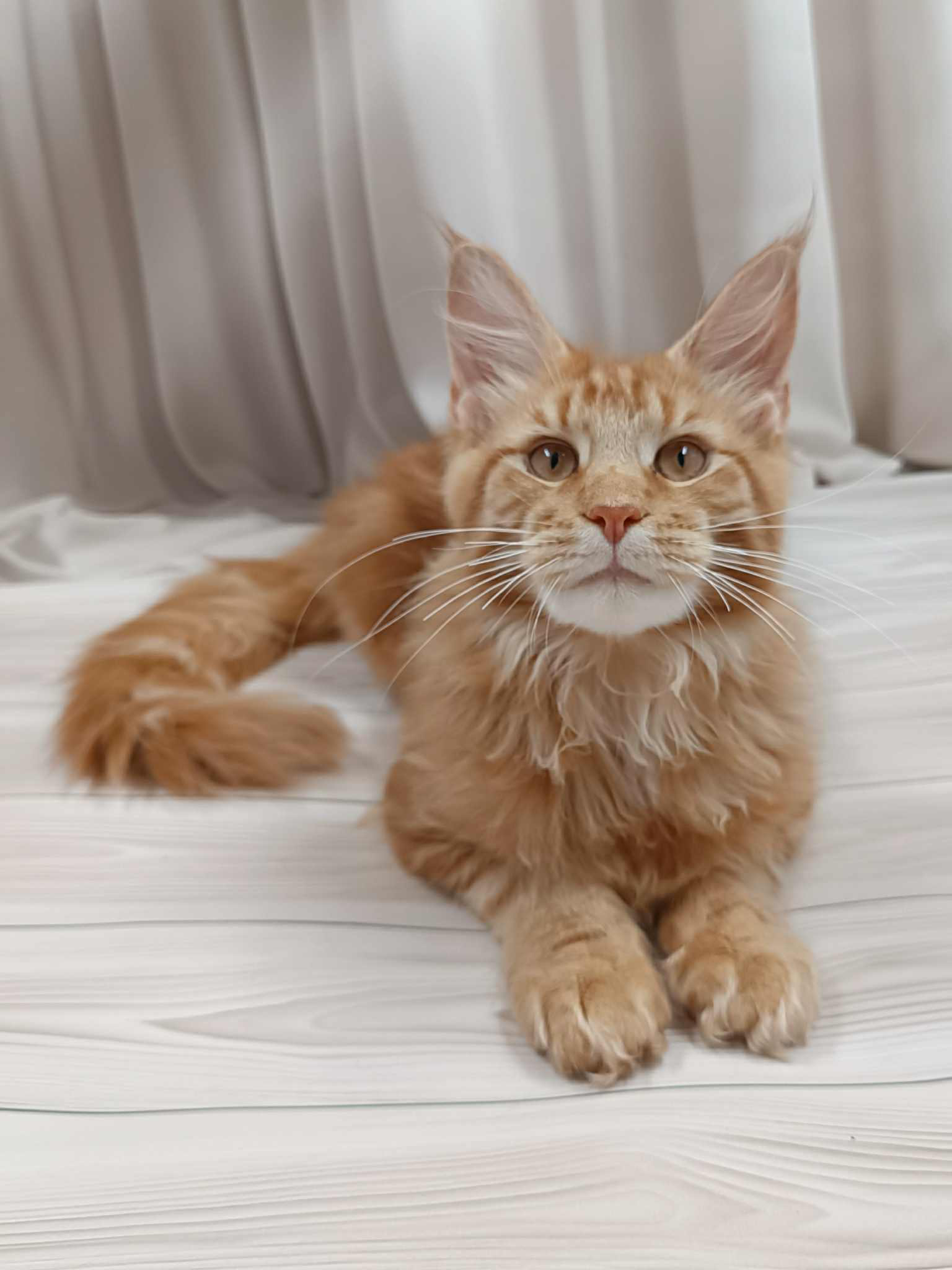 Miron-Male - Image 9