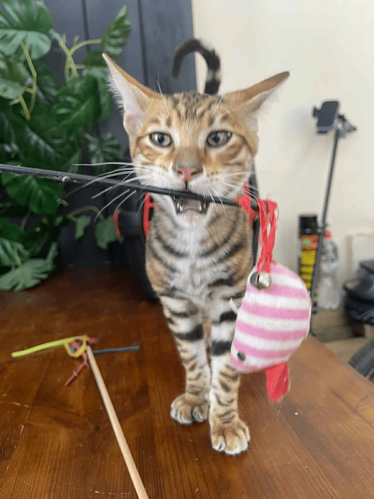 Khymber-Male - Image 12