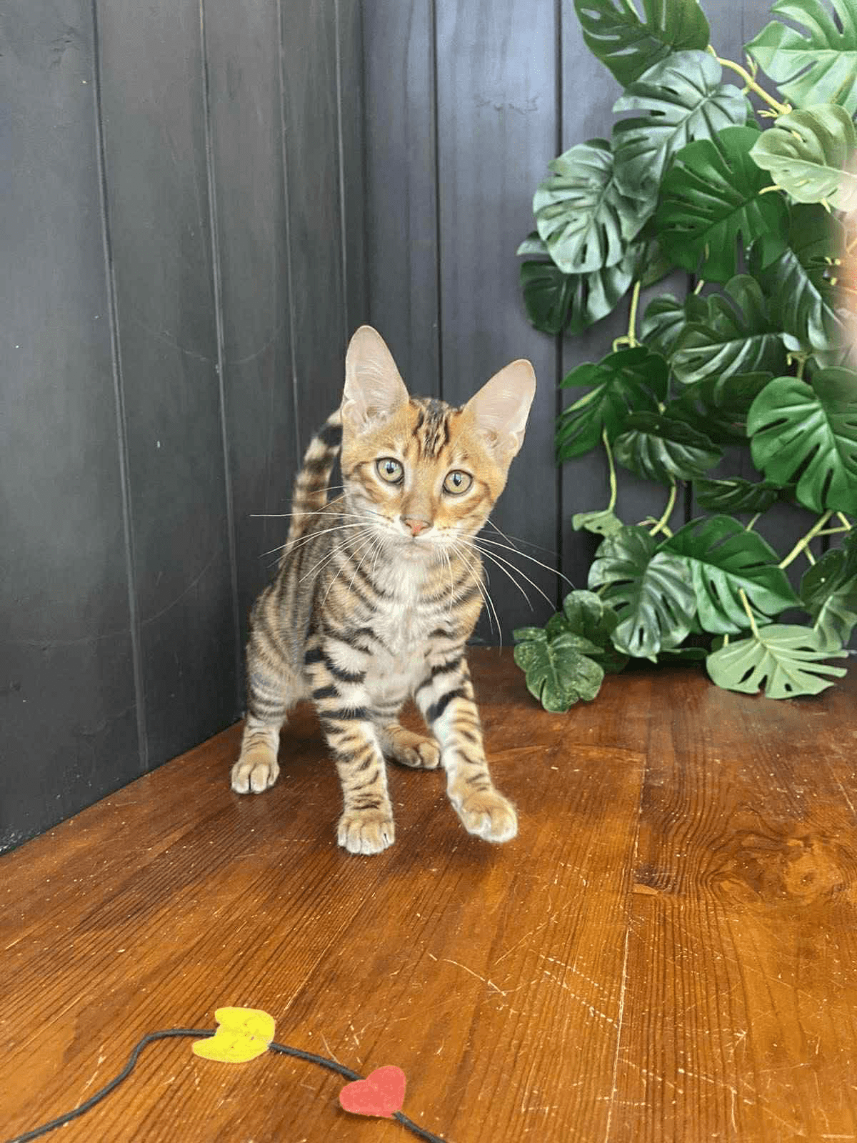 Khymber-Male - Image 11