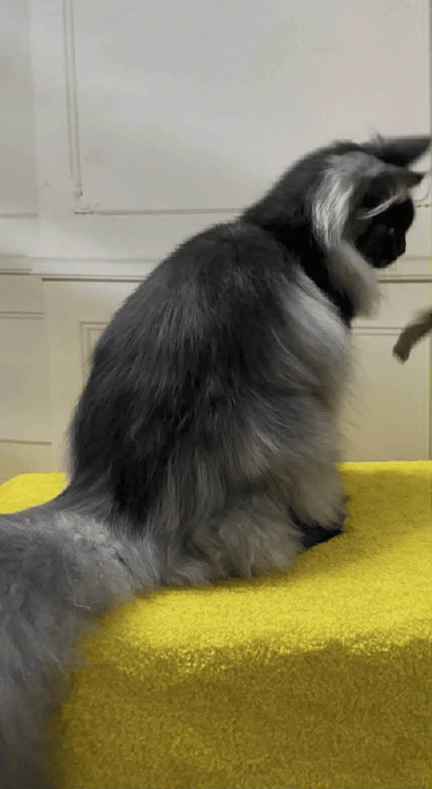 Samurai-Male - Image 11