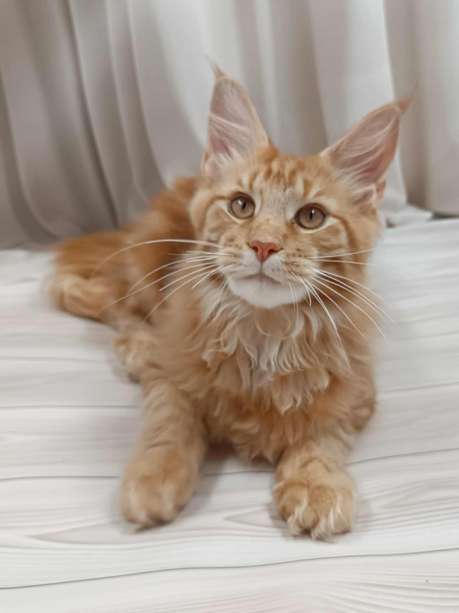 Miron-Male - Image 7