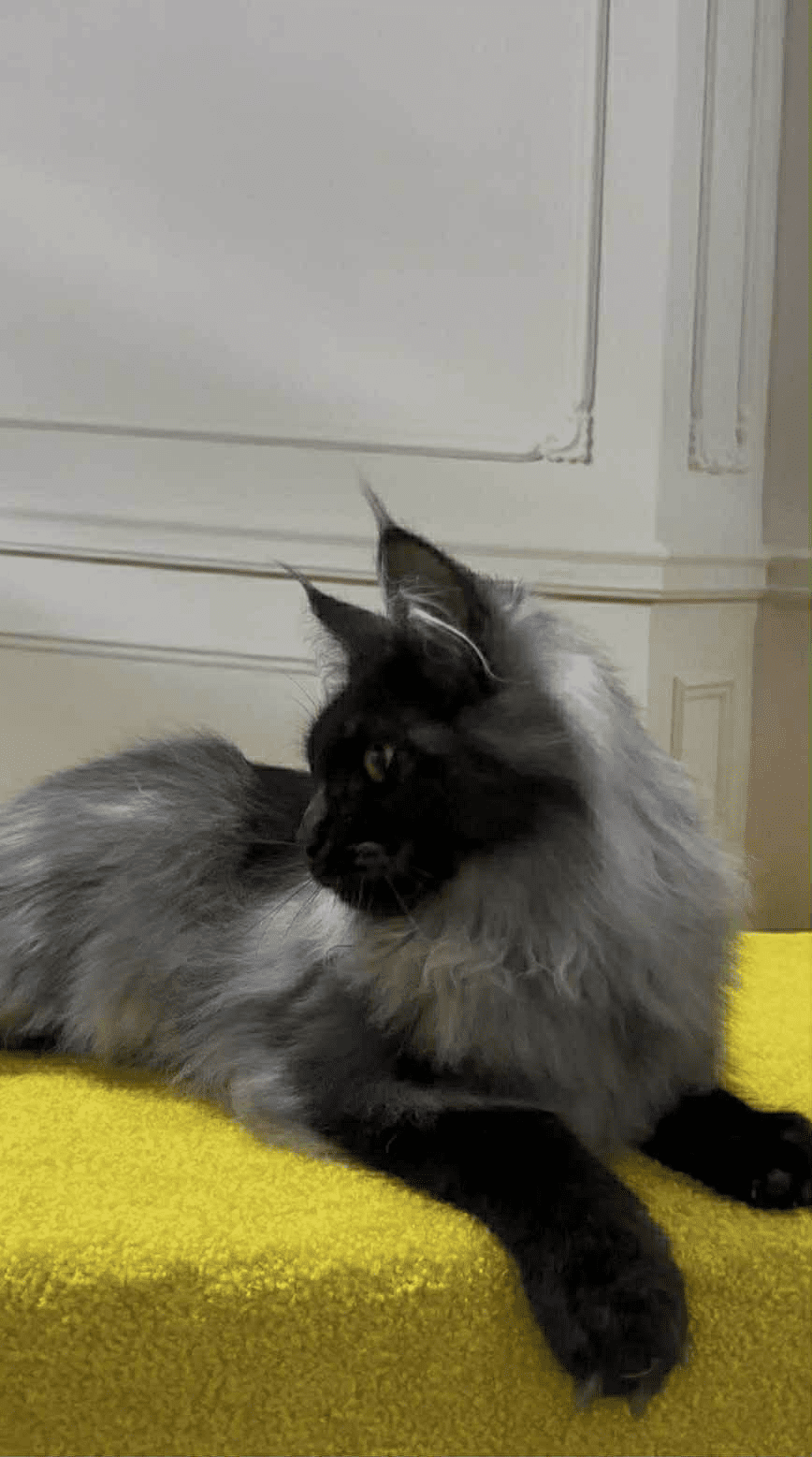 Samurai-Male - Image 5