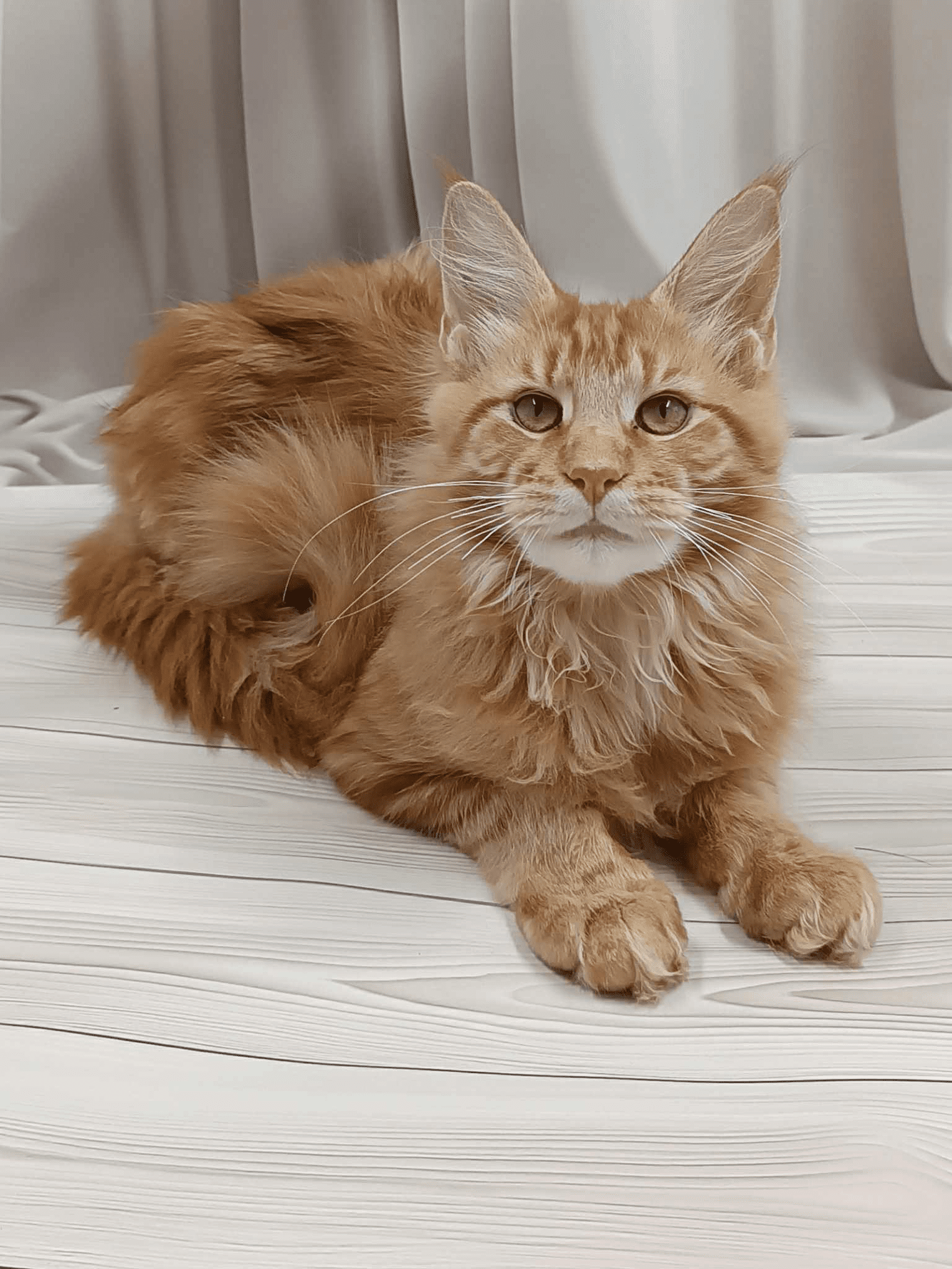 Miron-Male - Image 2