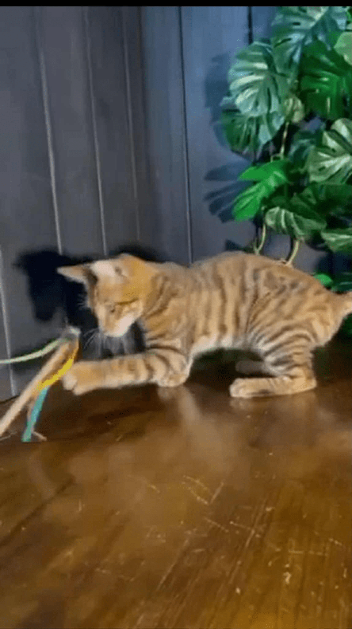 Khymber-Male - Image 2