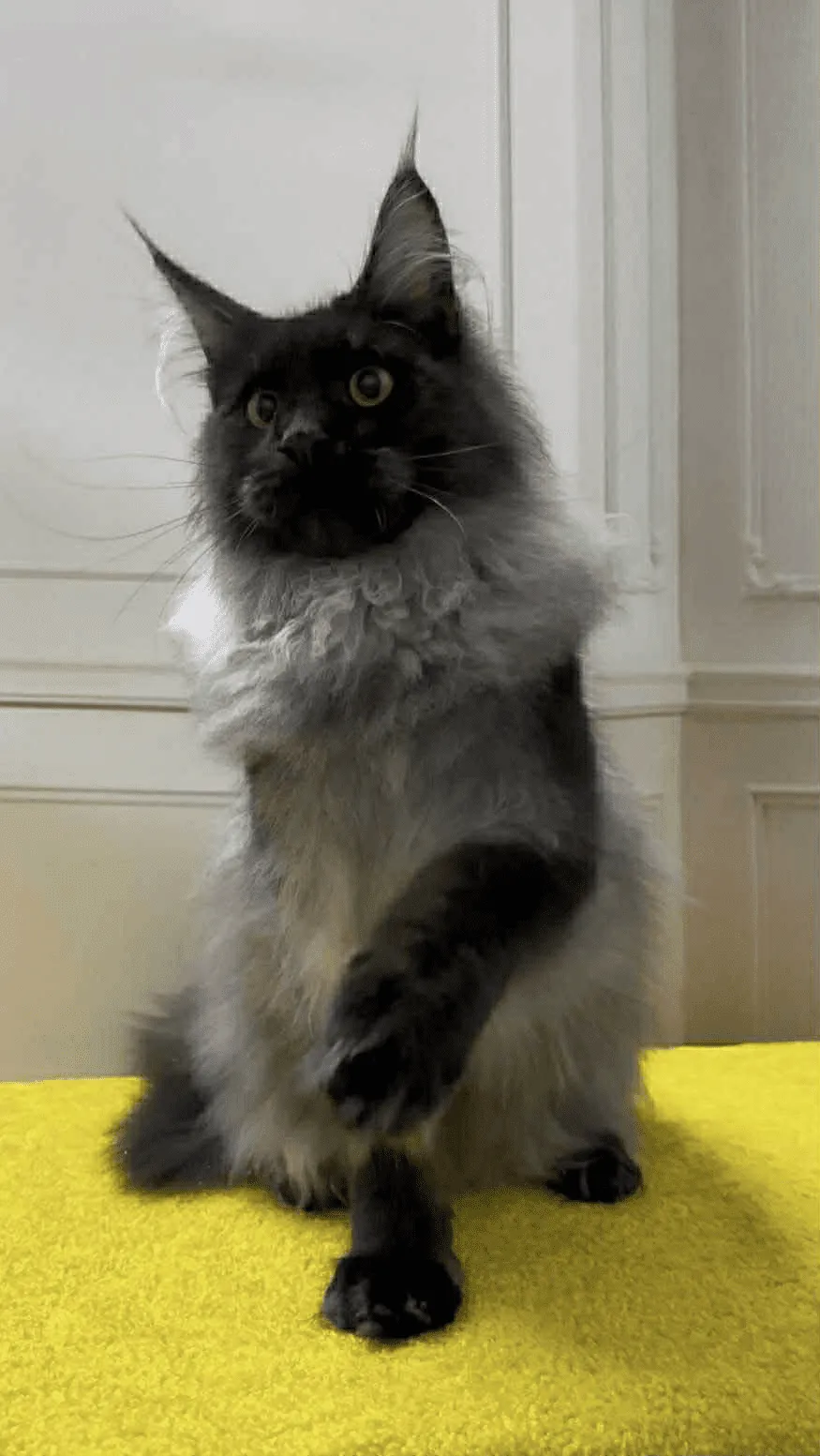 Samurai-Male - Image 7