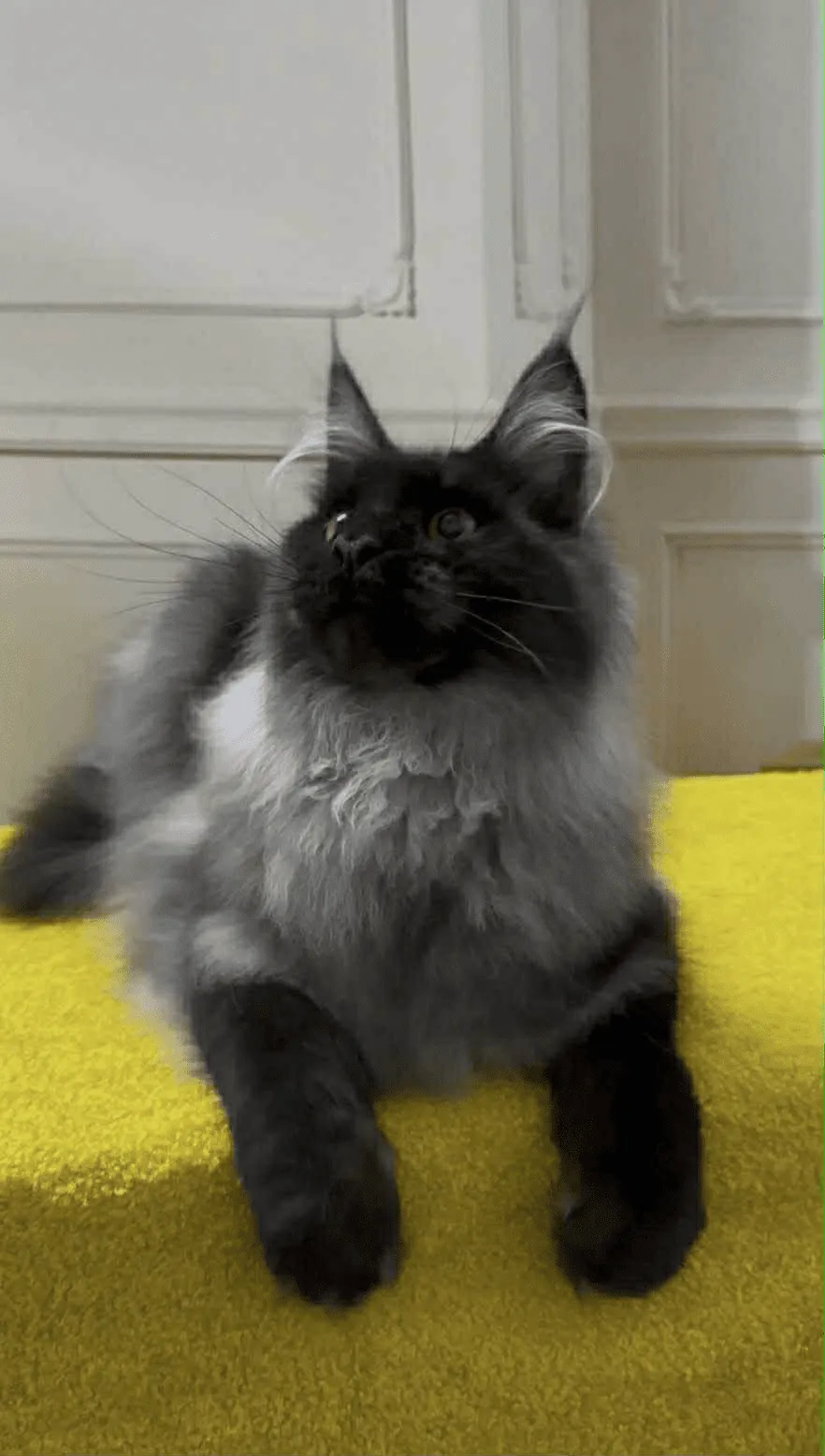 Samurai-Male - Image 6