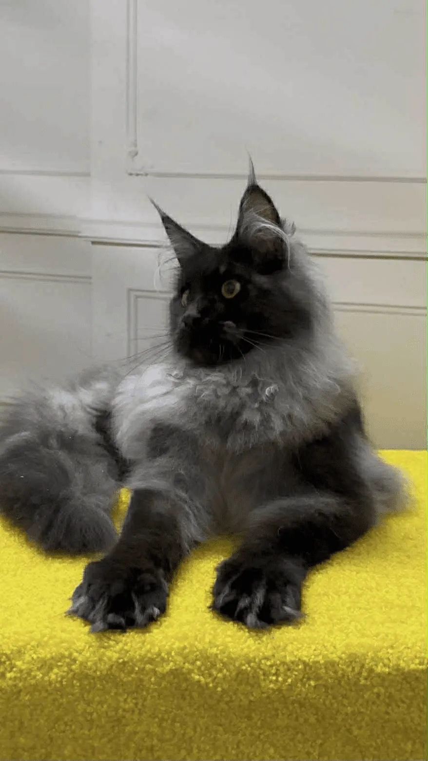 Samurai-Male - Image 3