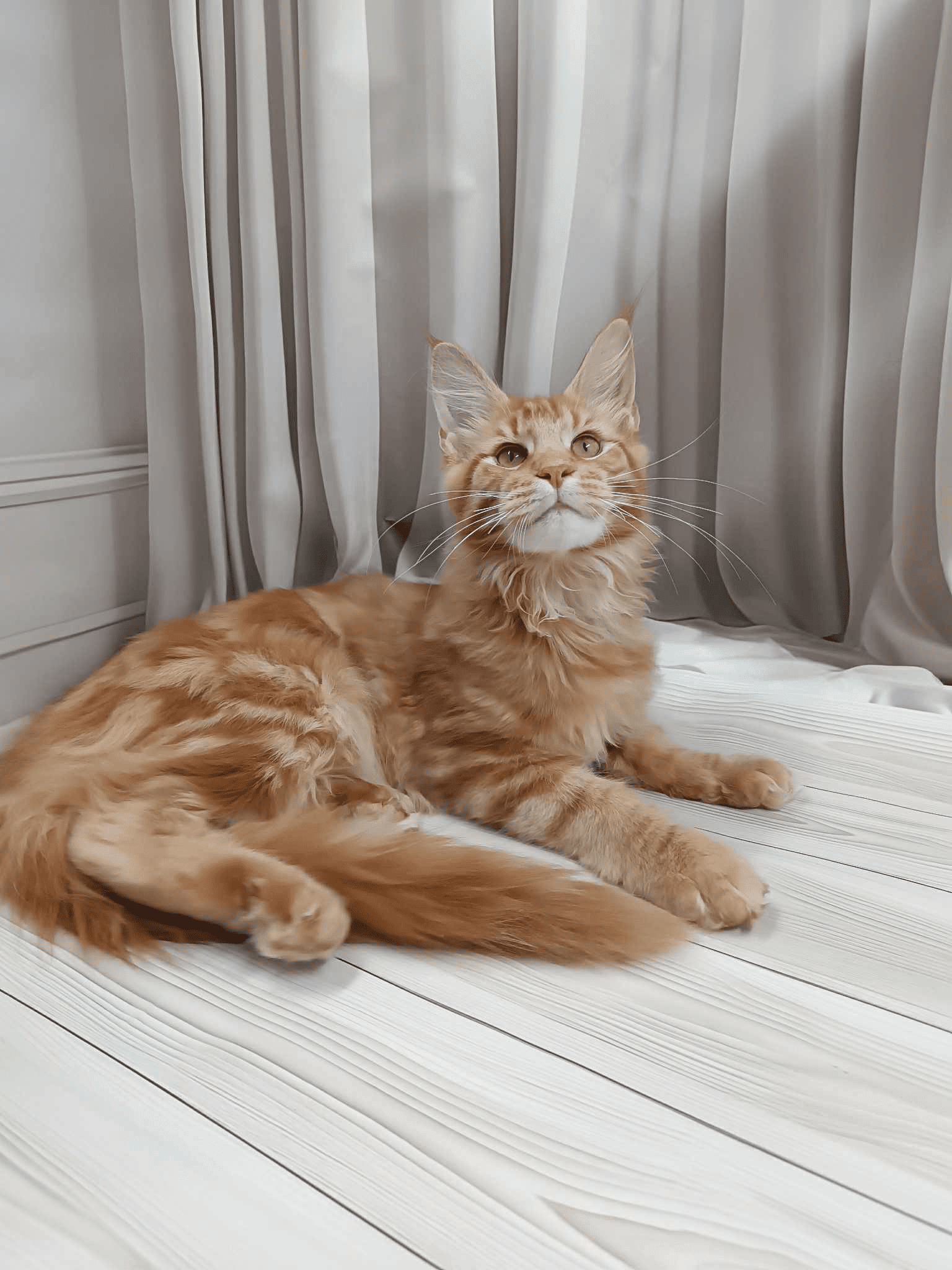 Miron-Male - Image 3