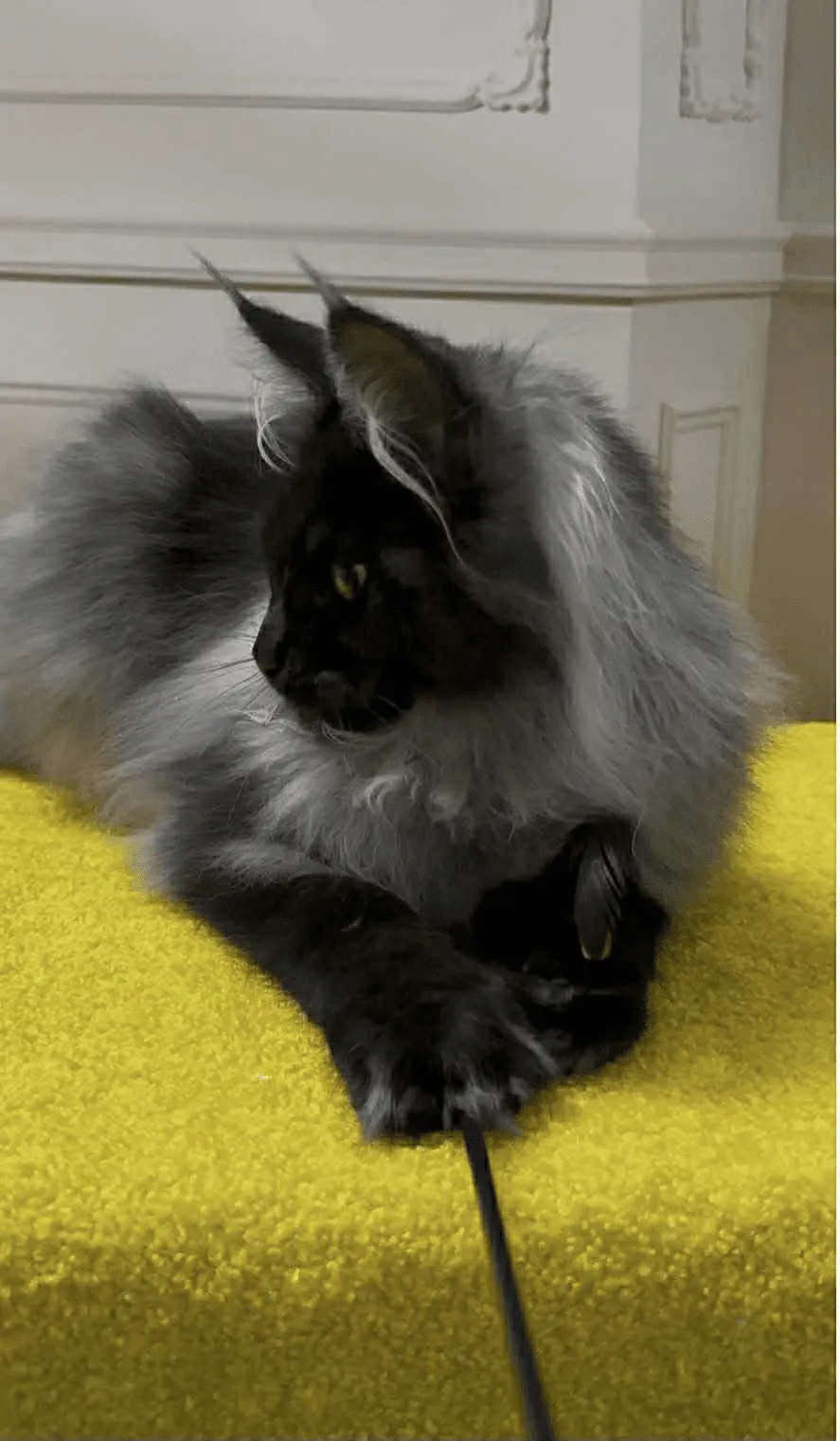 Samurai-Male - Image 8