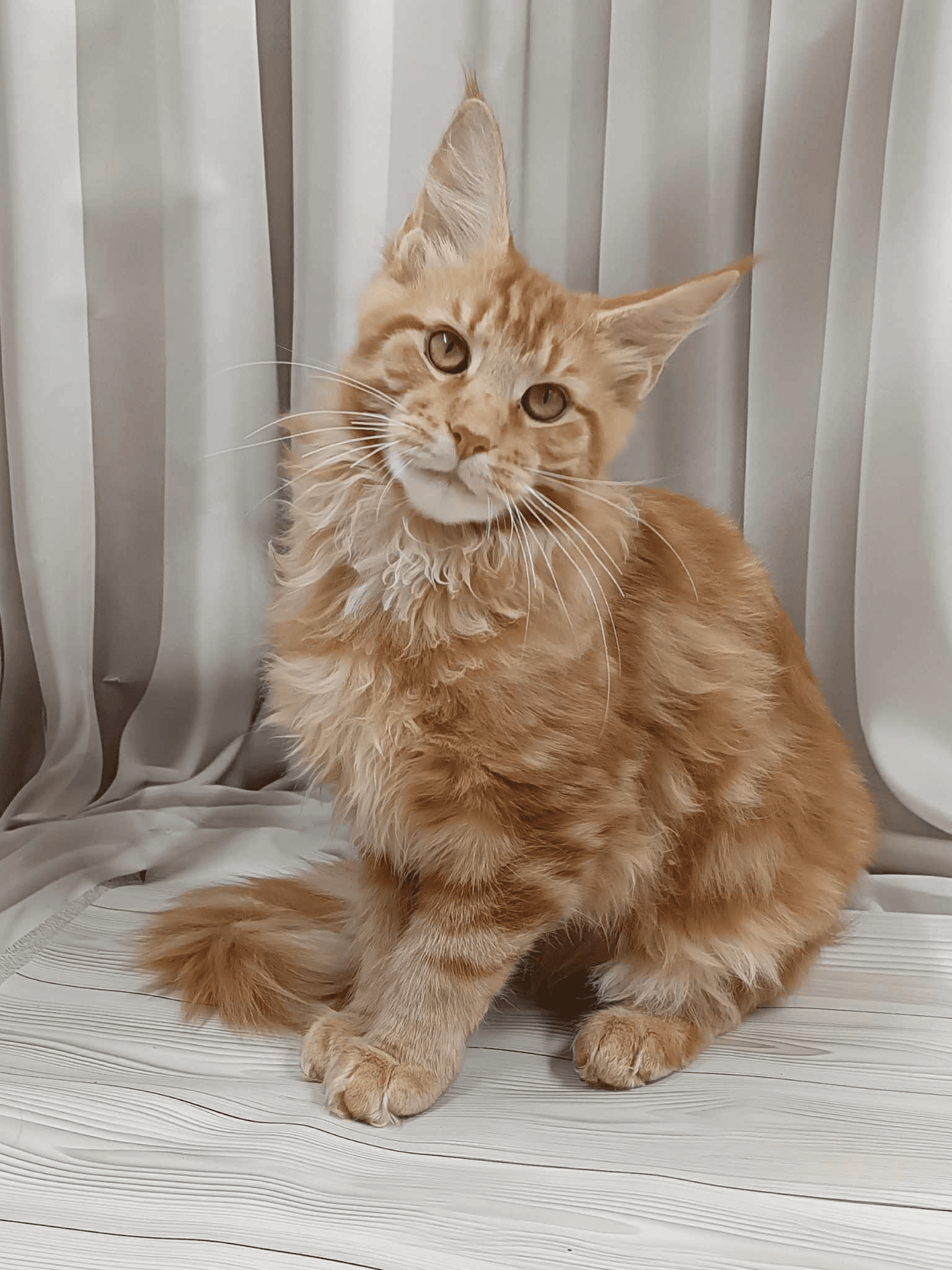 Miron-Male - Image 4