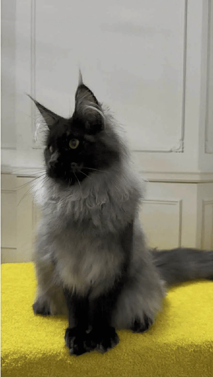 Samurai-Male - Image 2