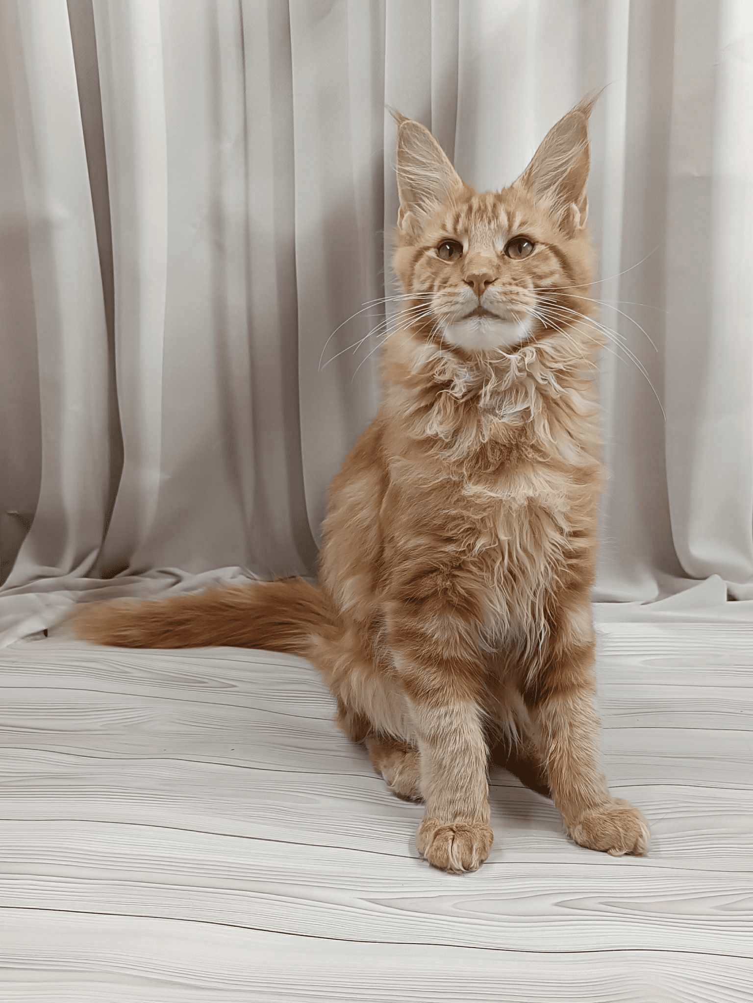 Miron-Male - Image 5