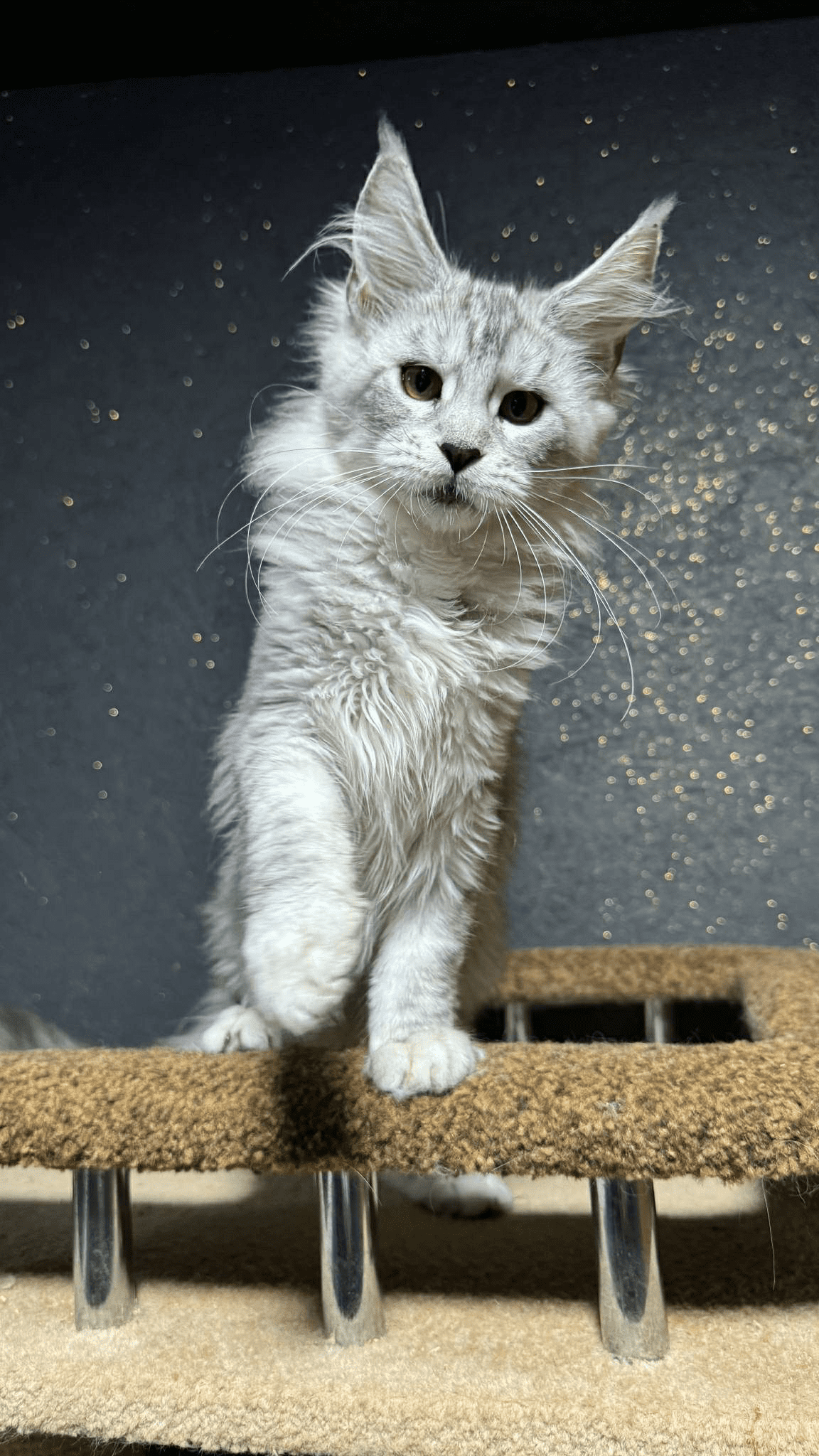 Nimfa-Female - Image 10