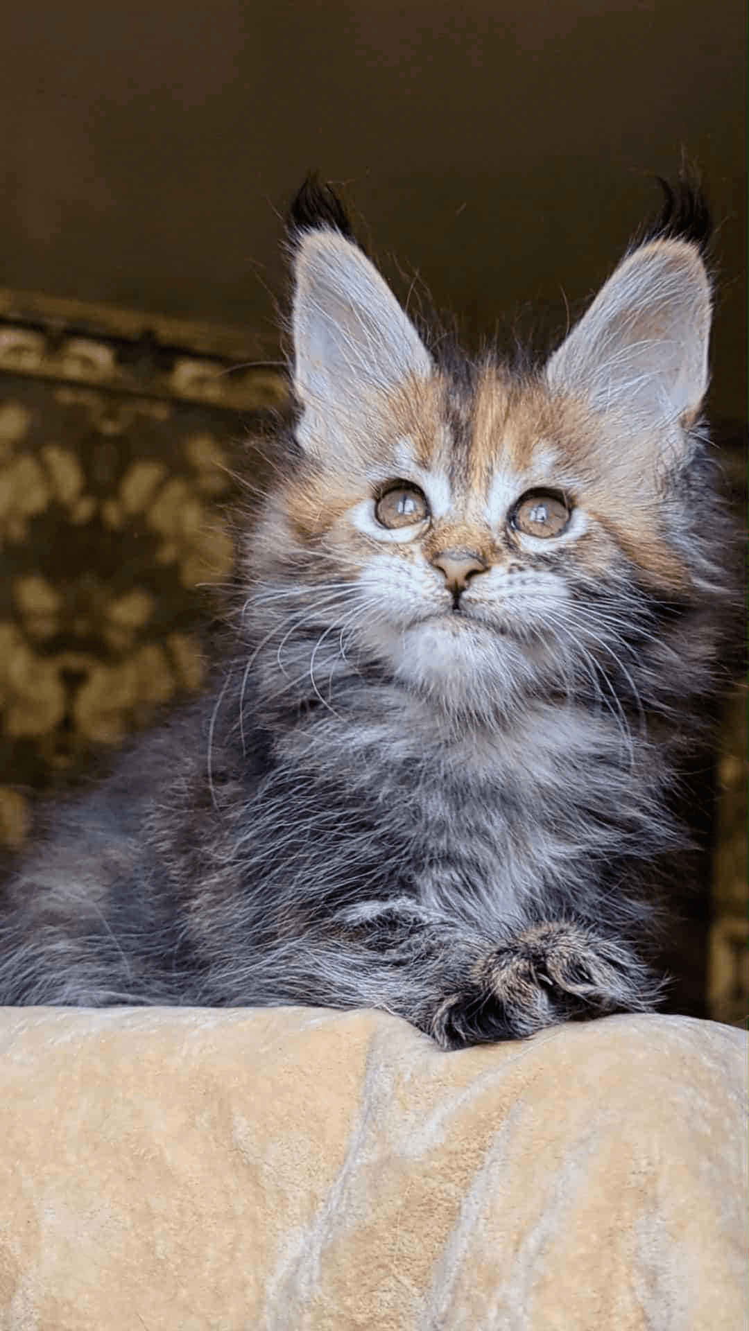 Red Fox-Female - Image 7