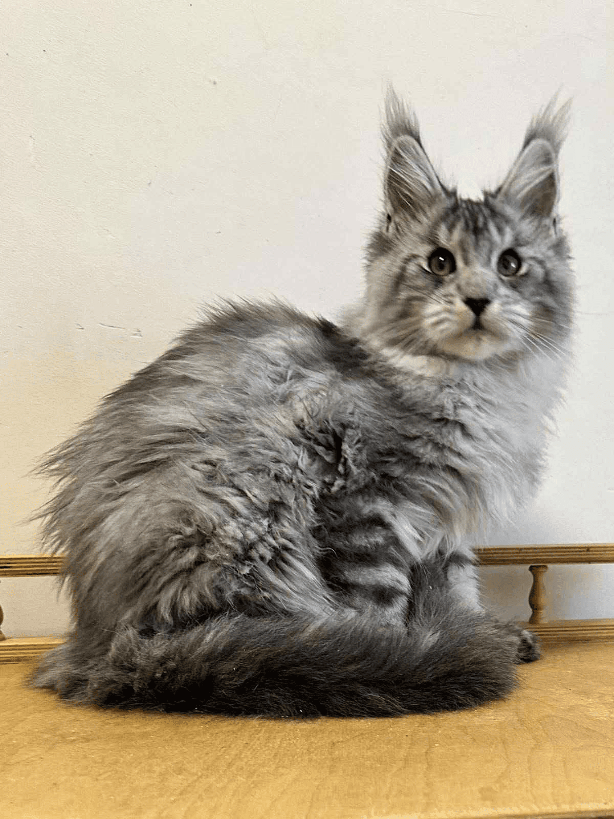 Markus-Male - Image 4