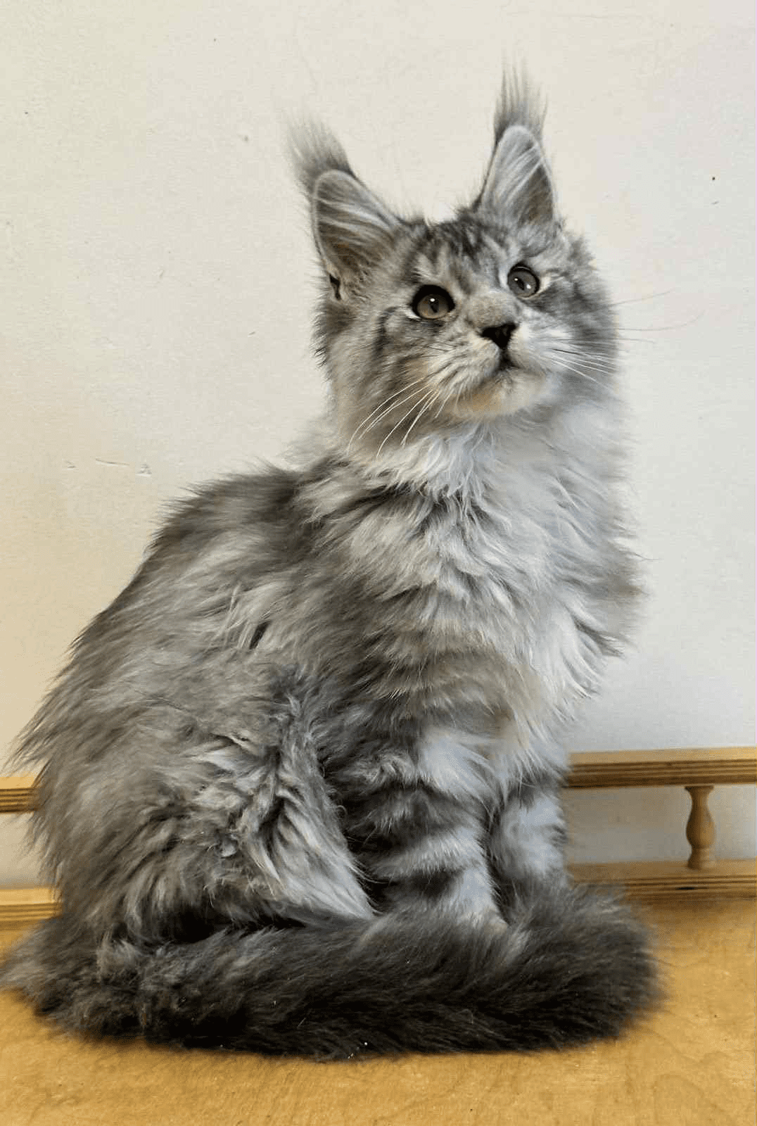 Markus-Male - Image 5