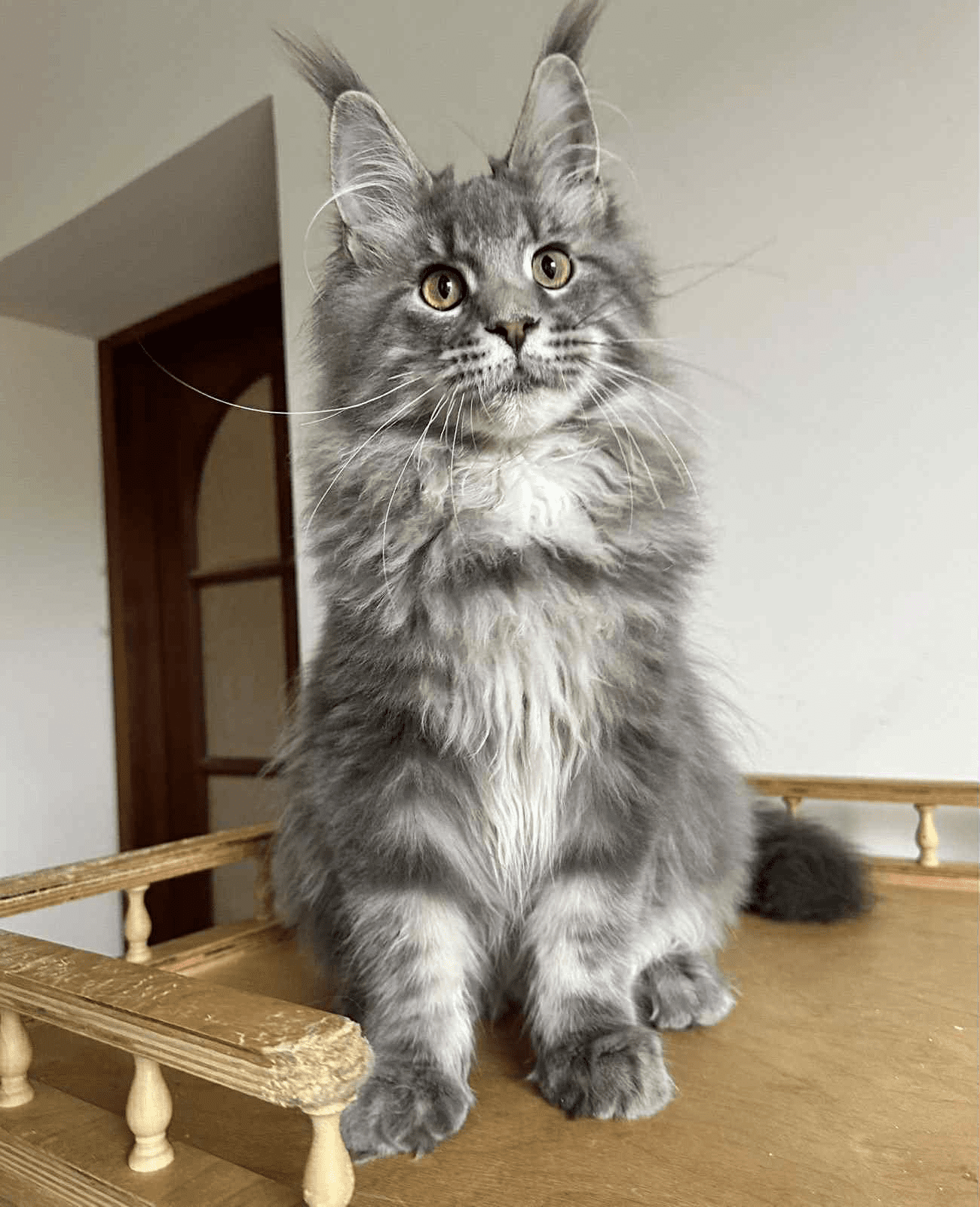 Bentley-Male - Image 3