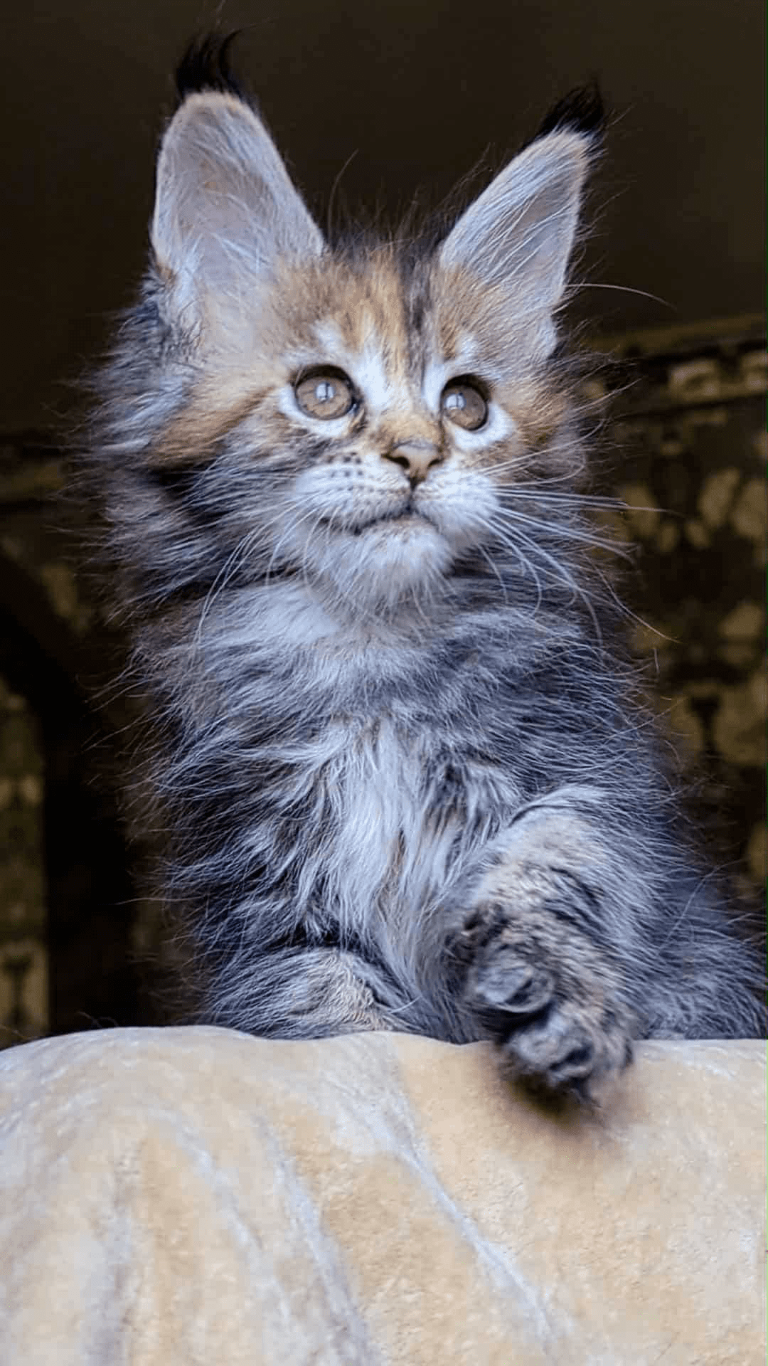 Red Fox-Female - Image 5