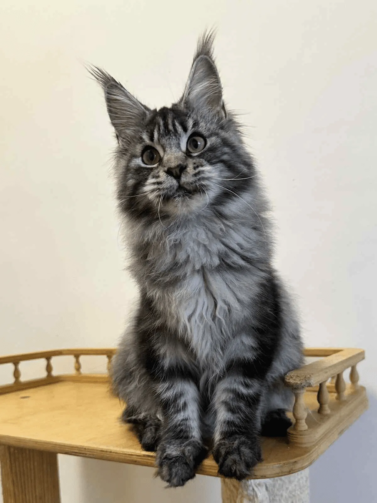 Mishel-Female - Image 3