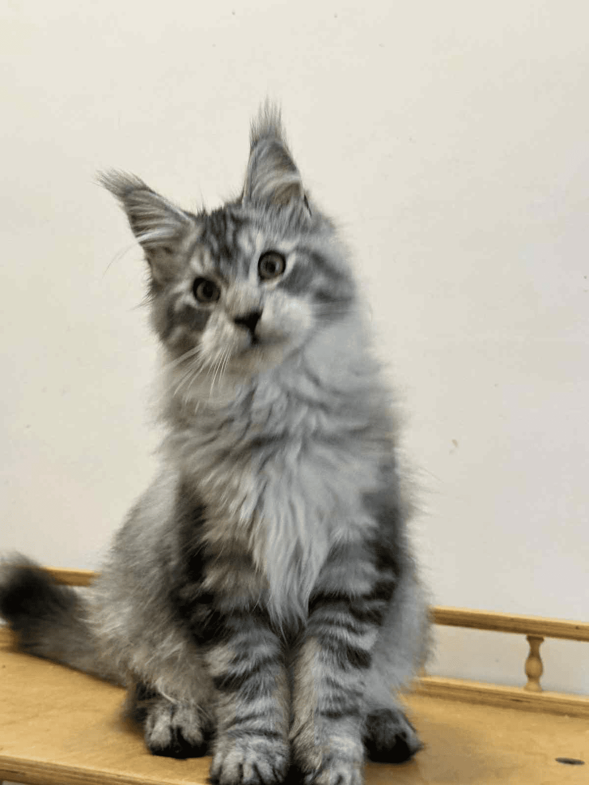 Monya-Female - Image 6