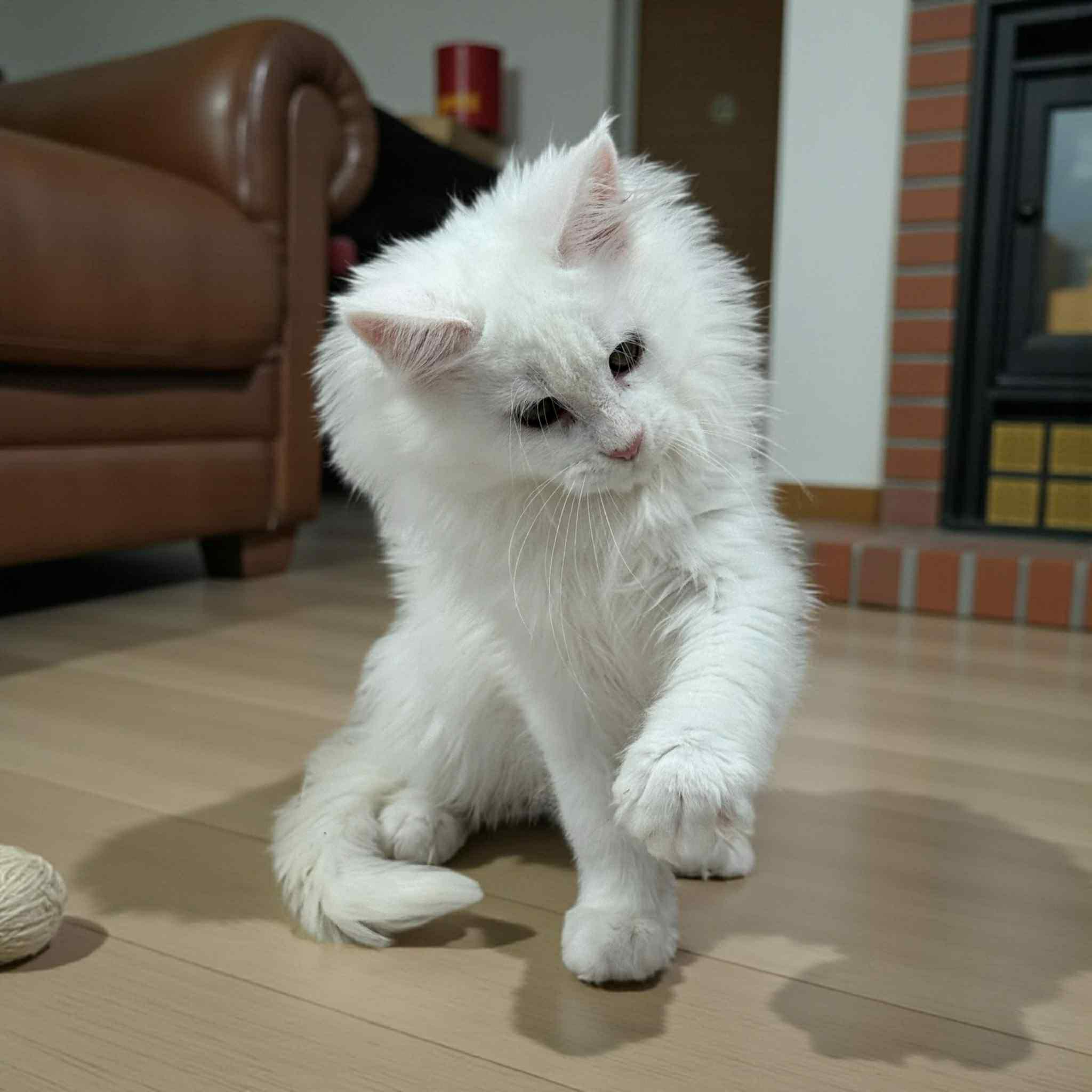 Dinara-Female - Image 5