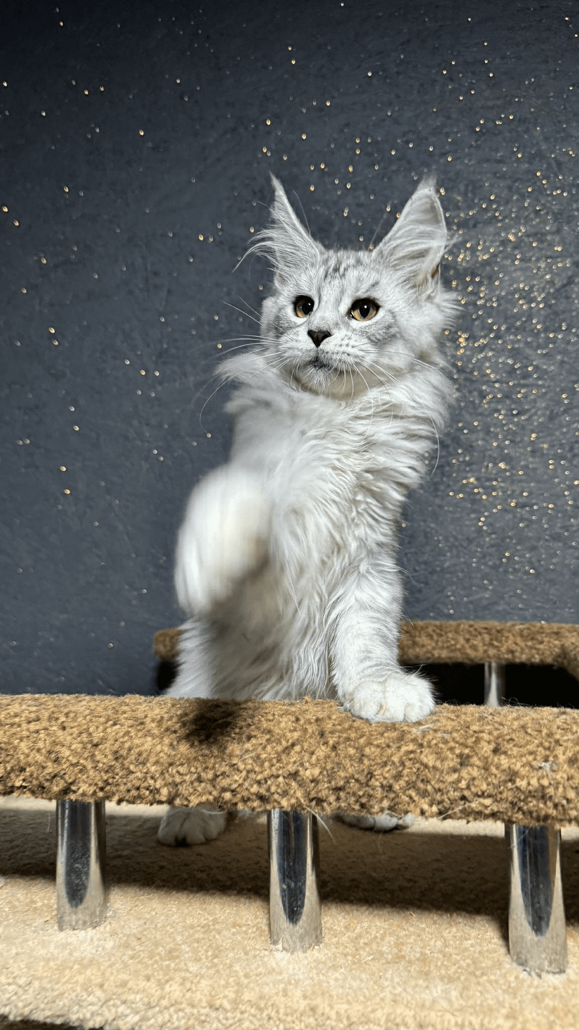 Nimfa-Female - Image 3