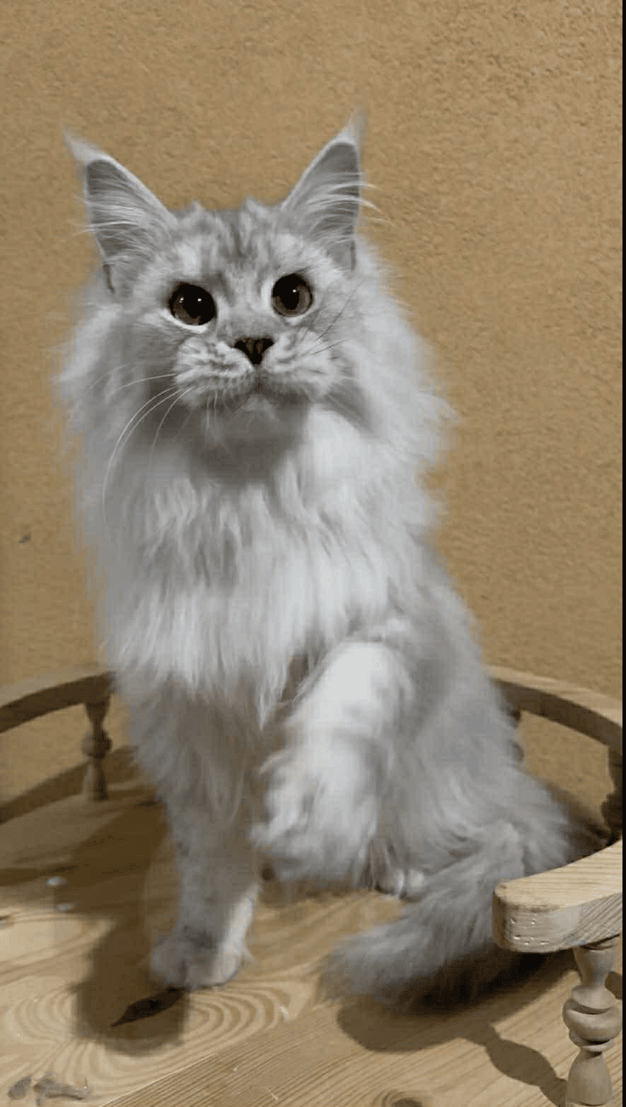 Uspih-Male - Image 10