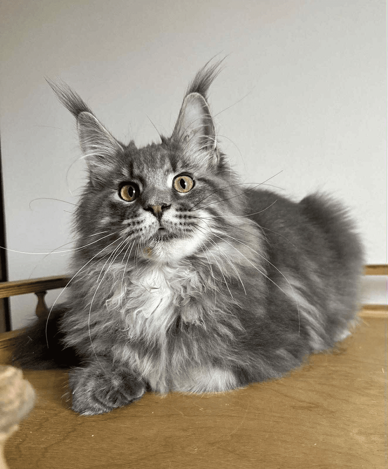 Bentley-Male - Image 7