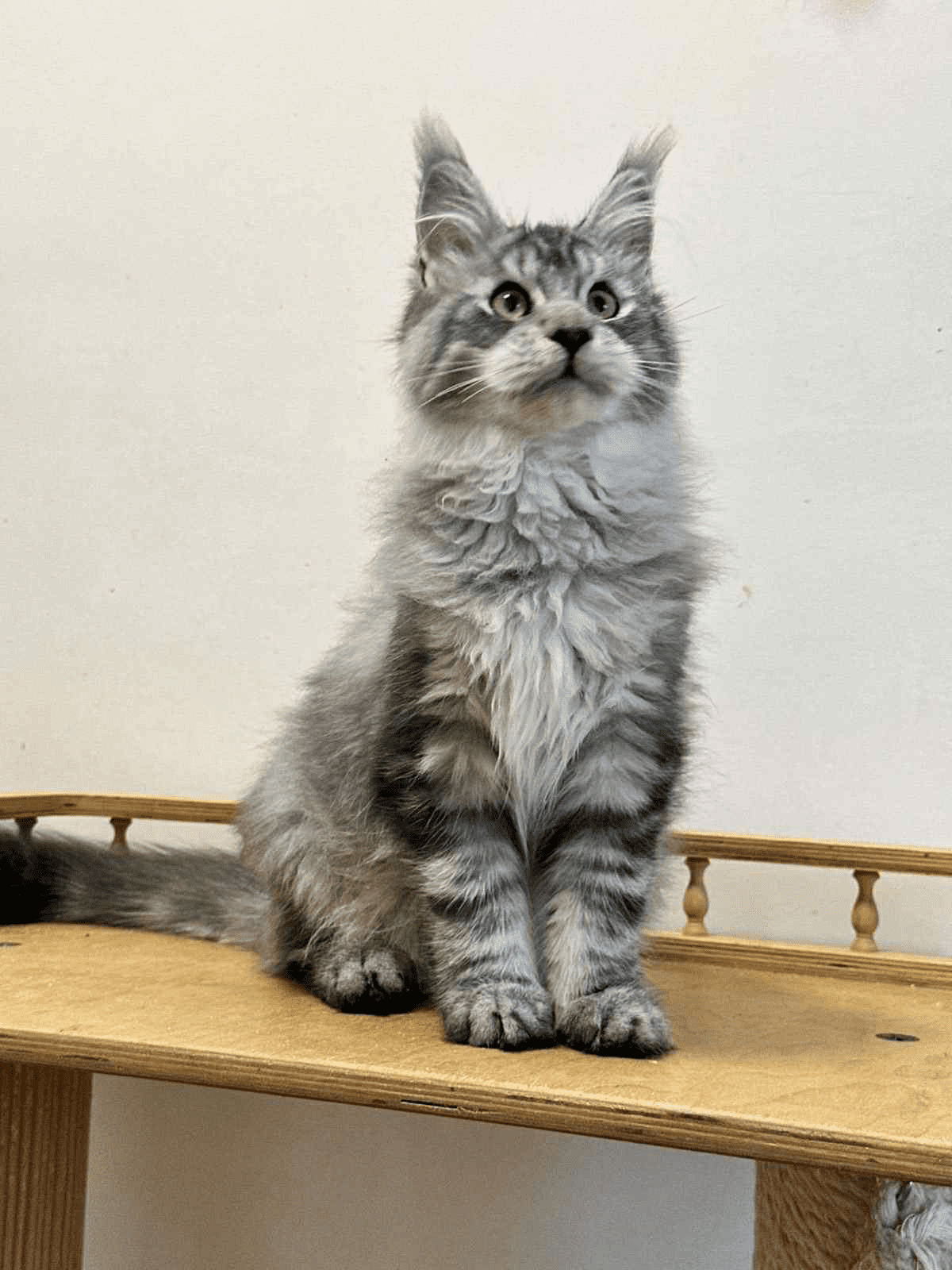 Monya-Male - Image 4