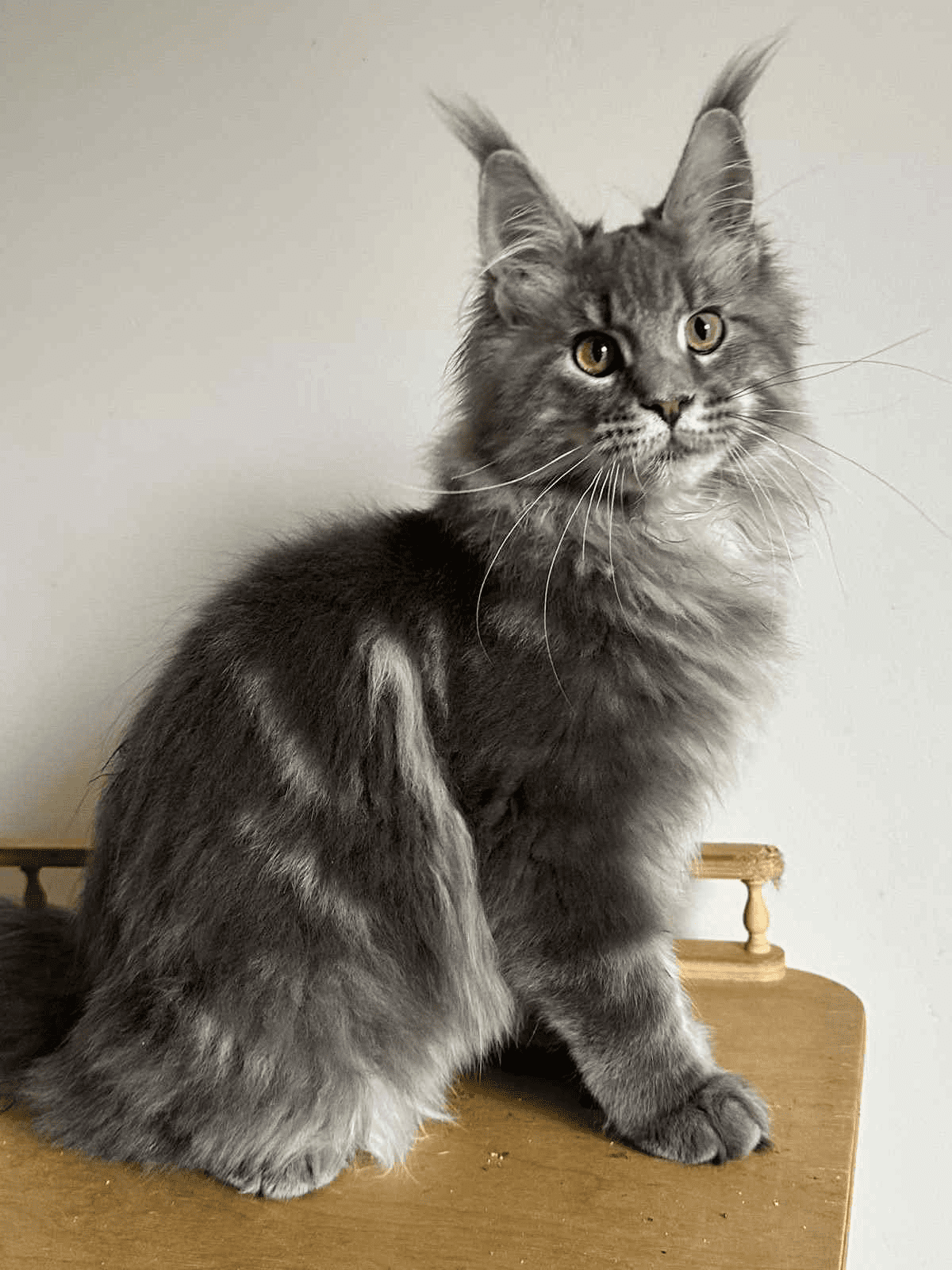 Bentley-Male - Image 6