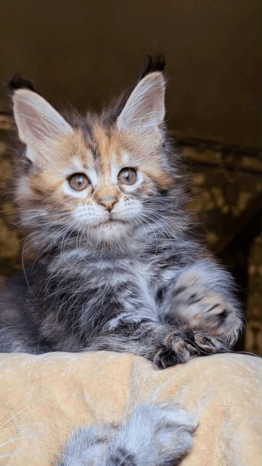 Red Fox-Female - Image 2