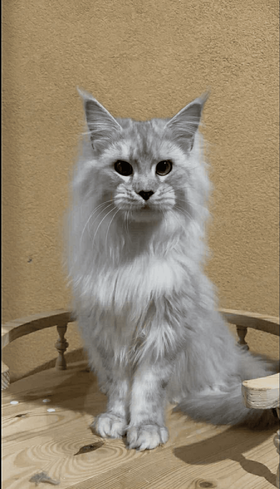 Uspih-Male - Image 2