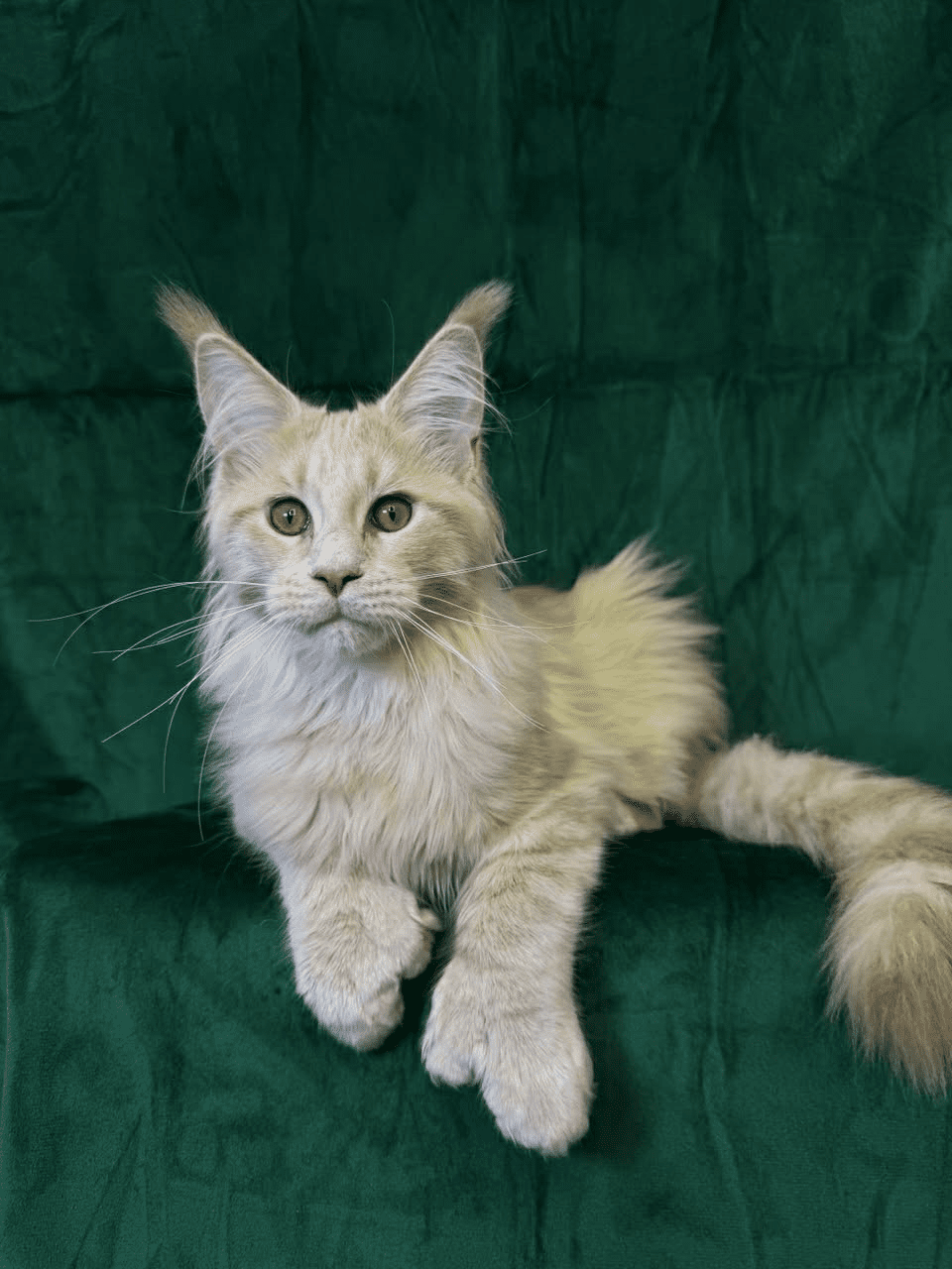 Orpheus-Male - Image 3