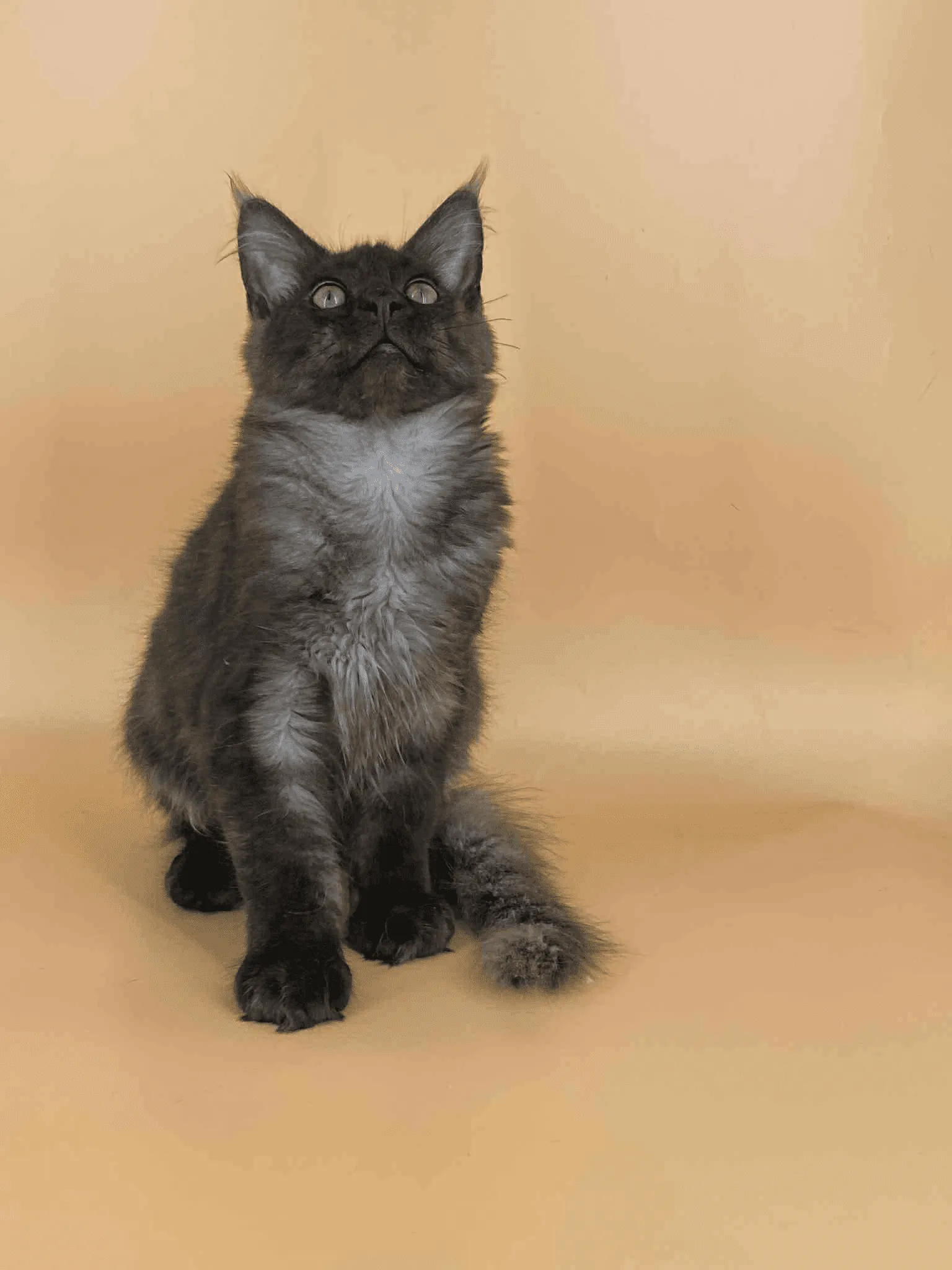 Sasha-Male - Image 7