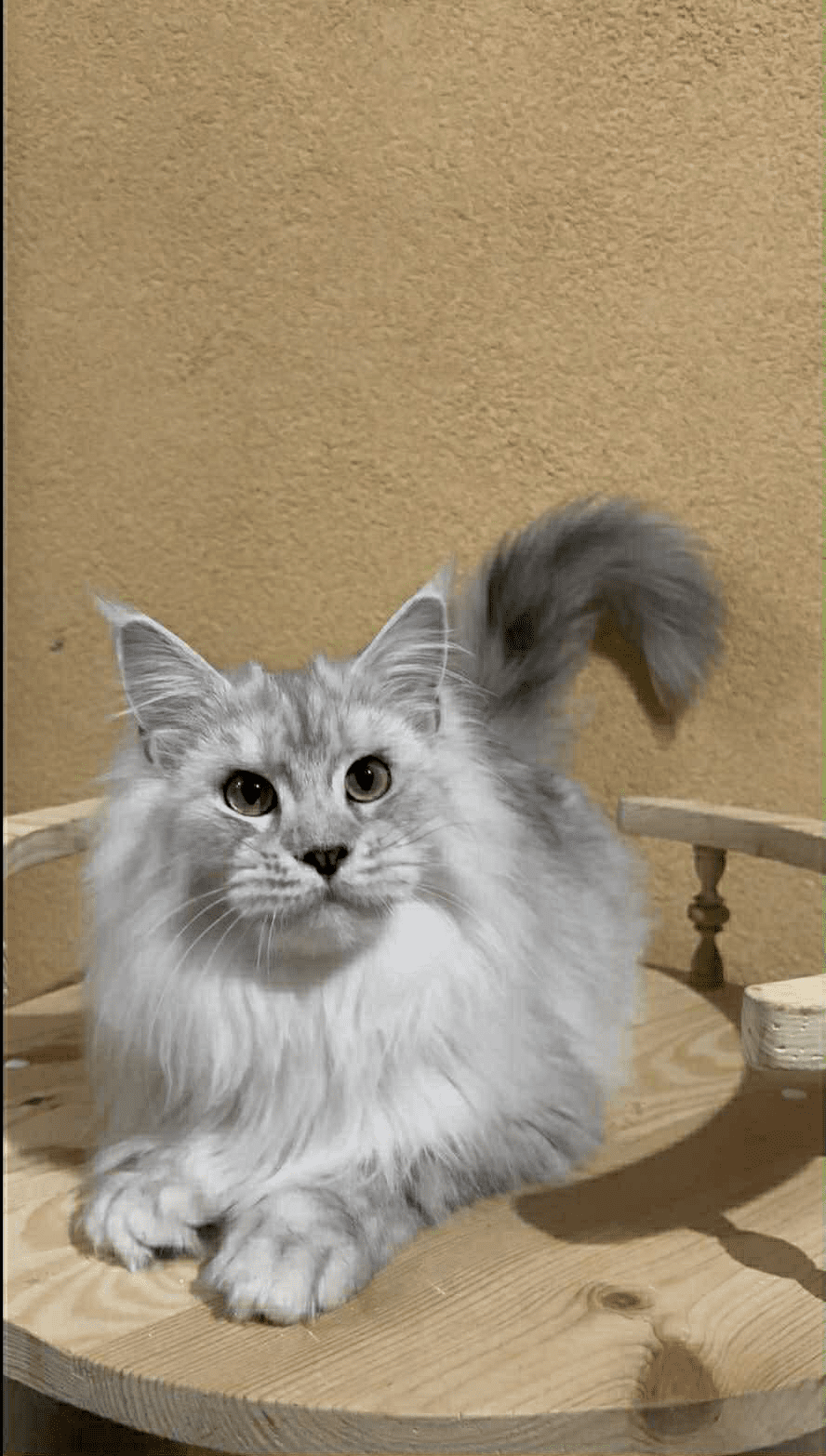 Uspih-Male - Image 4