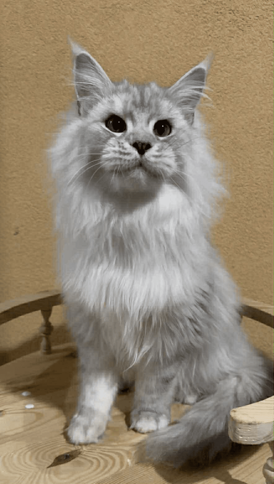 Uspih-Male - Image 8