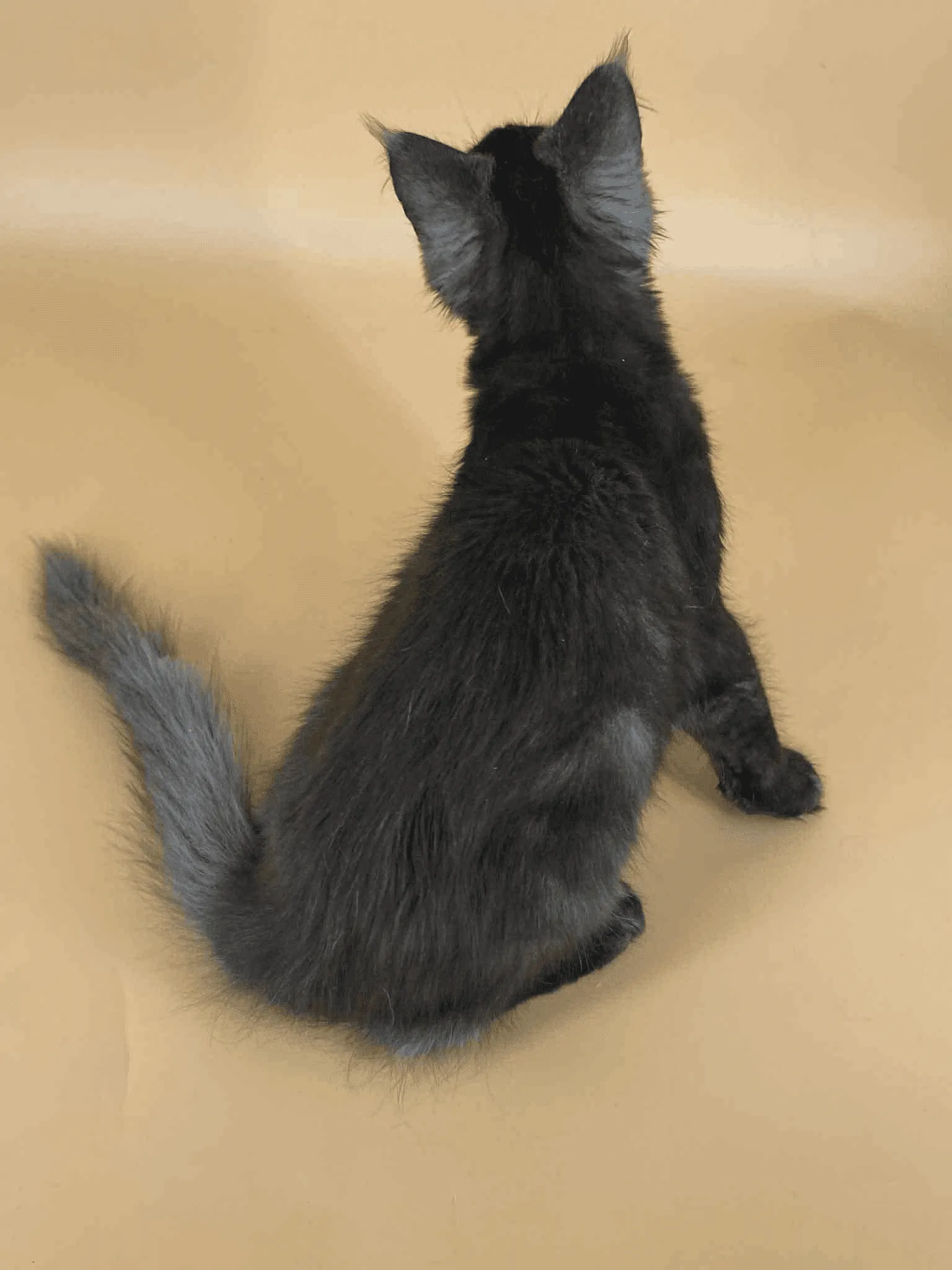 Sasha-Male - Image 12