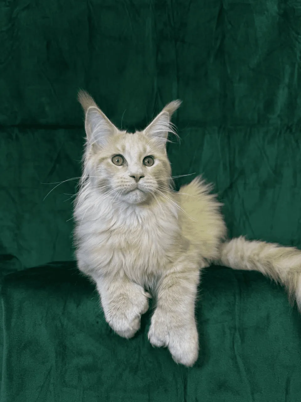 Orpheus-Male - Image 10