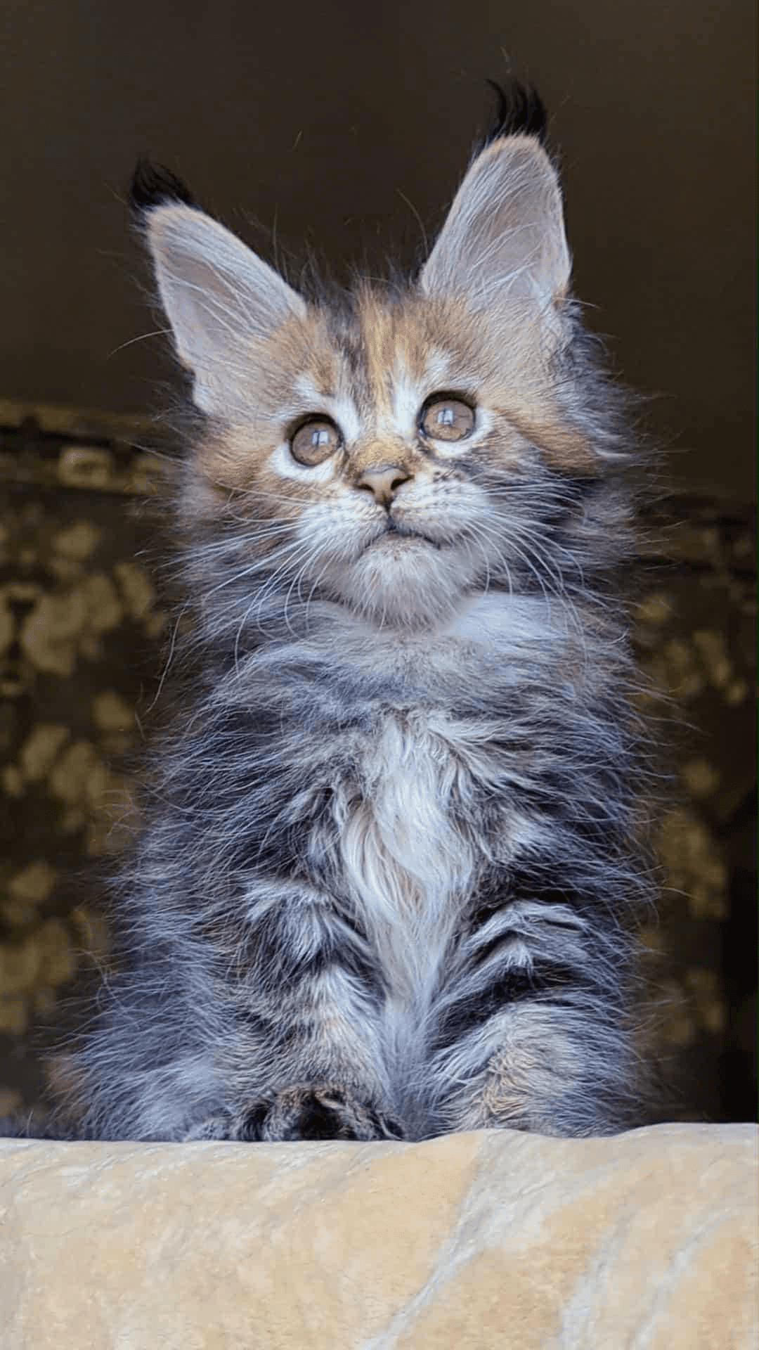 Red Fox-Female - Image 8