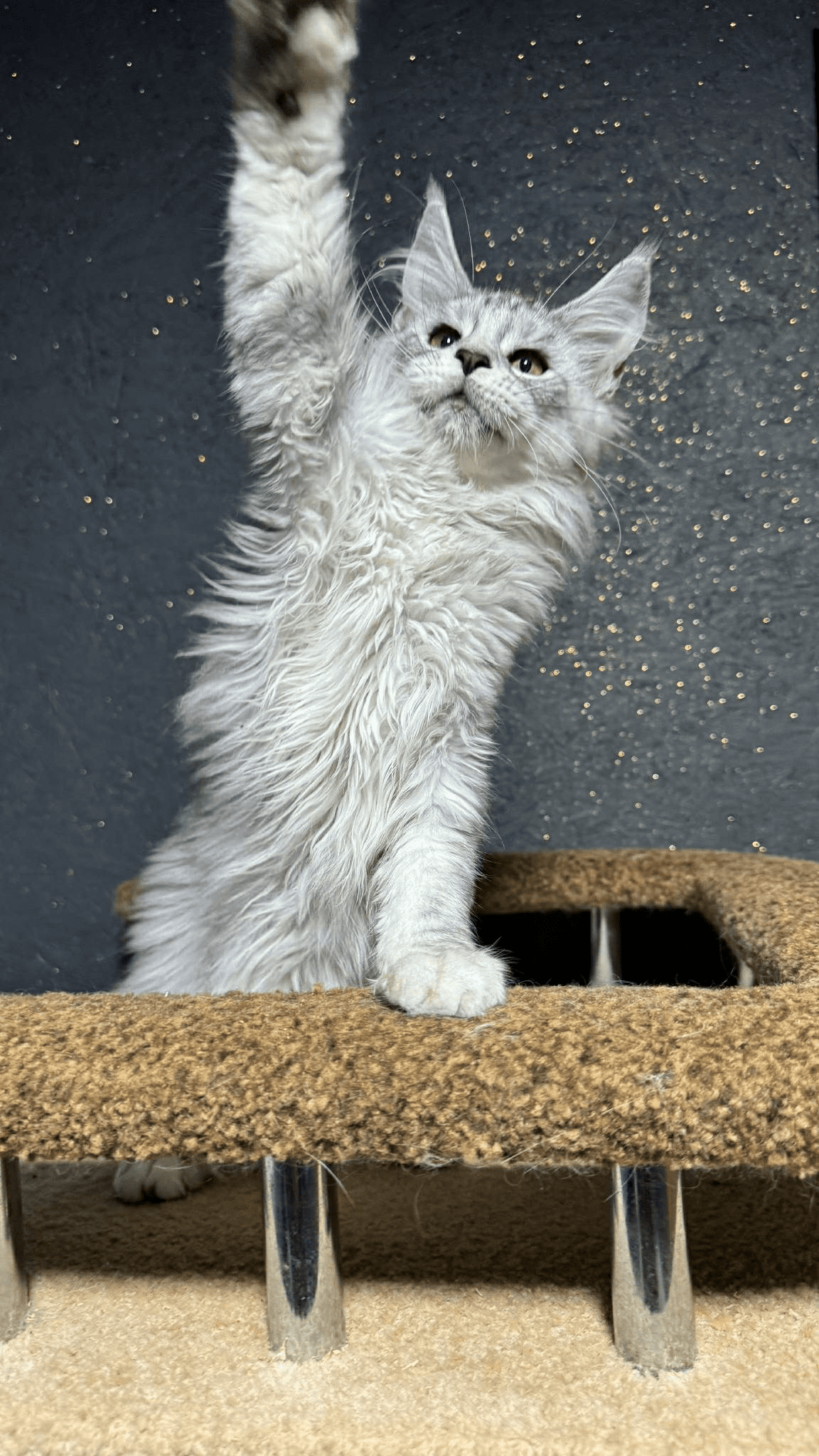 Nimfa-Female - Image 4