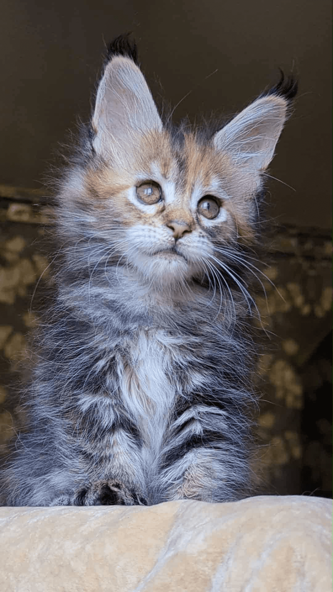 Red Fox-Female - Image 6